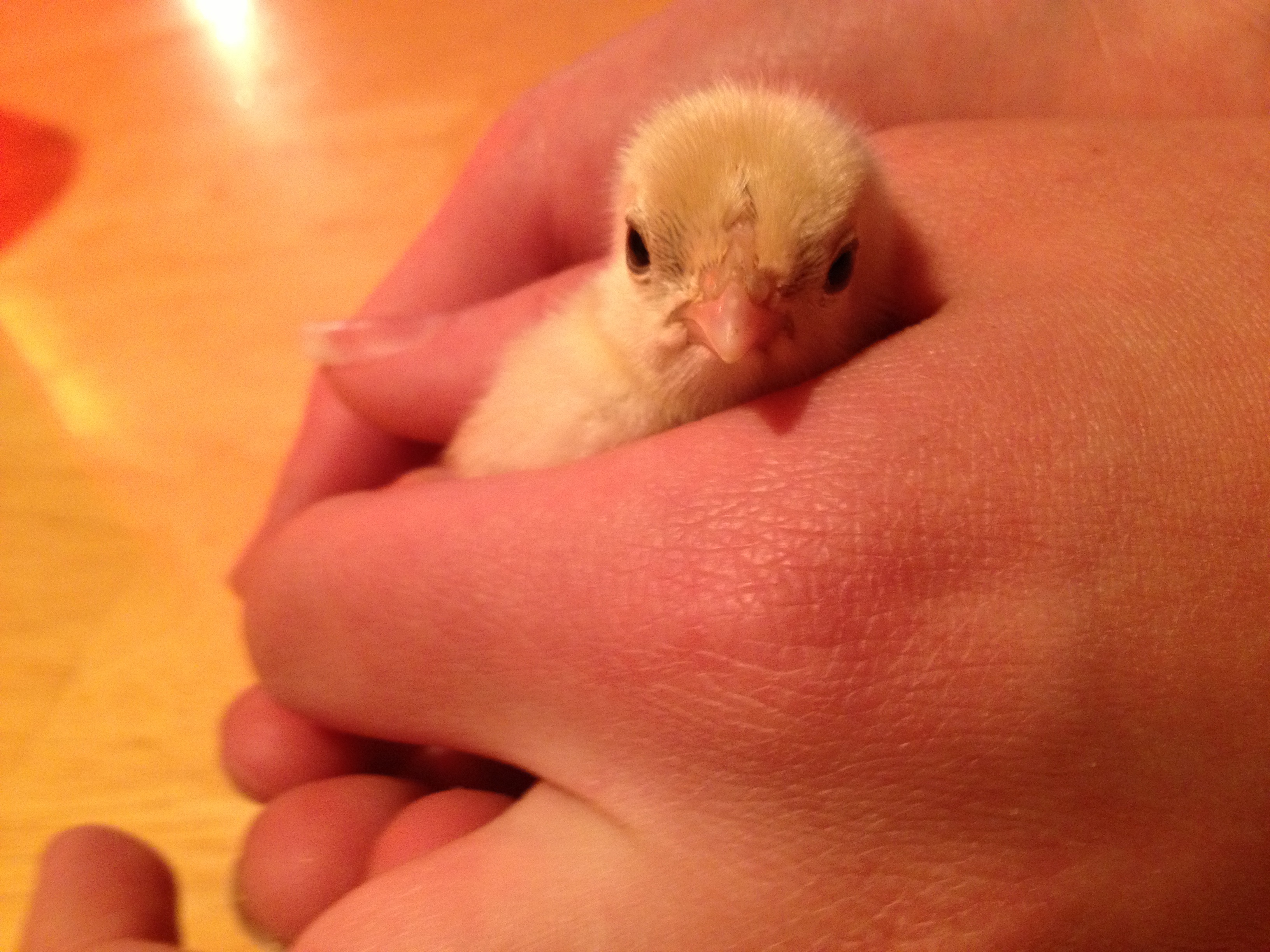 Bantam chick with speckled back.  (Silver Sebright?)