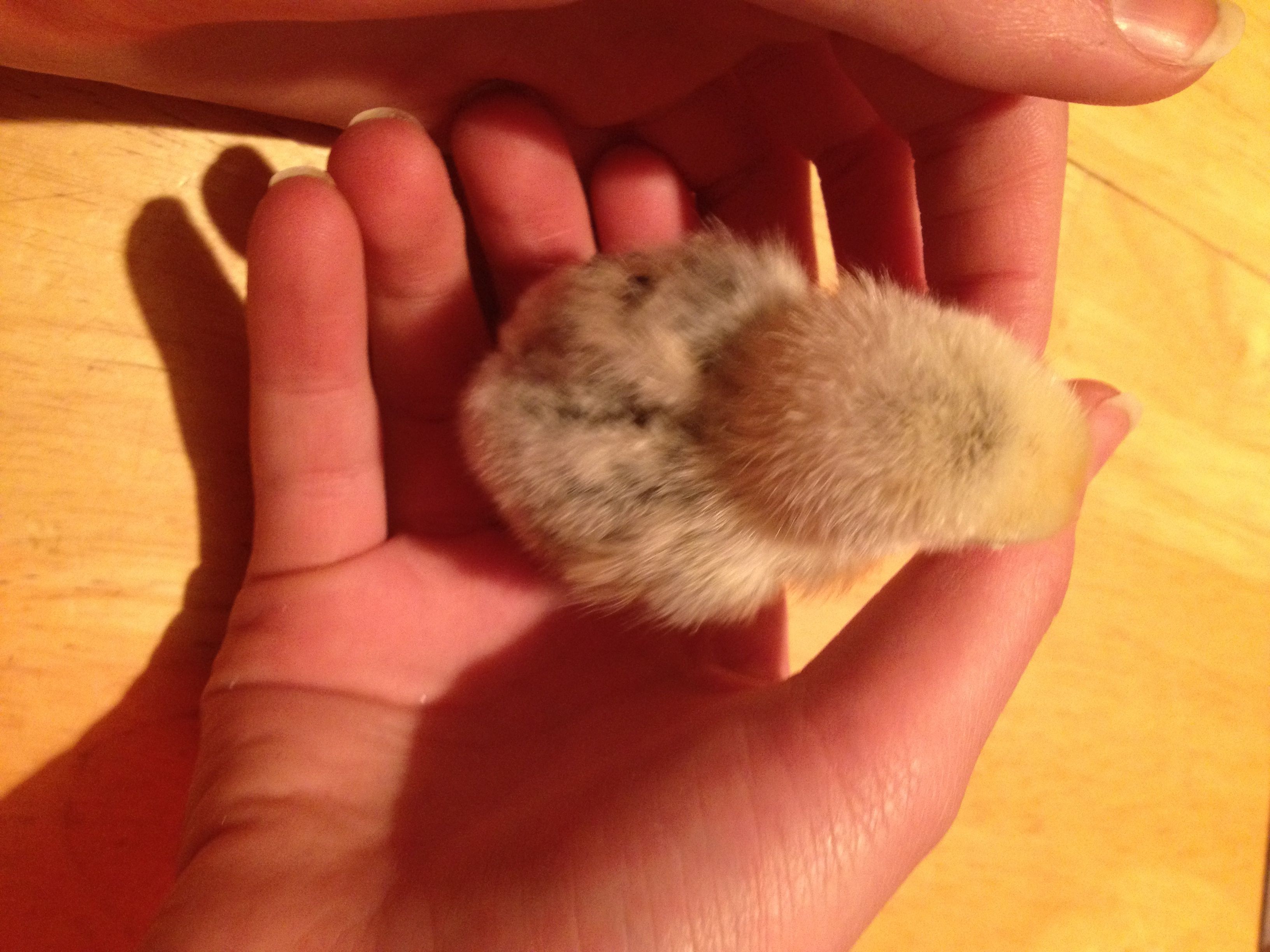 Bantam chick with speckled back.  Speckles are darker in real life than they appear here. They kind of go along her back in stripes from head to tail. (Silver Sebright?)