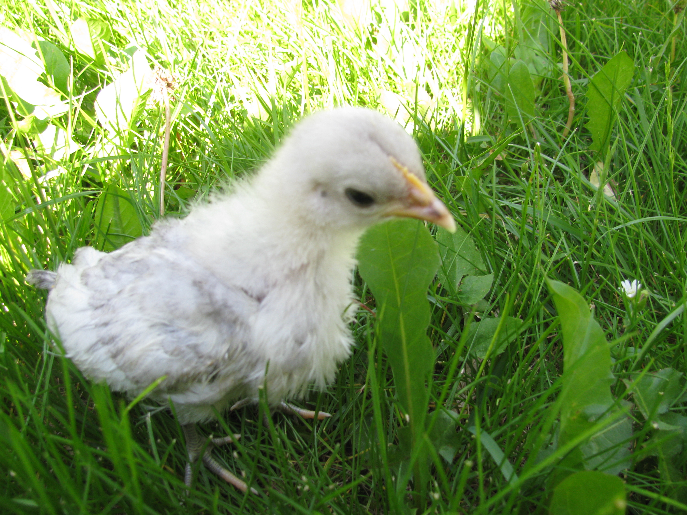 Bantam chick!