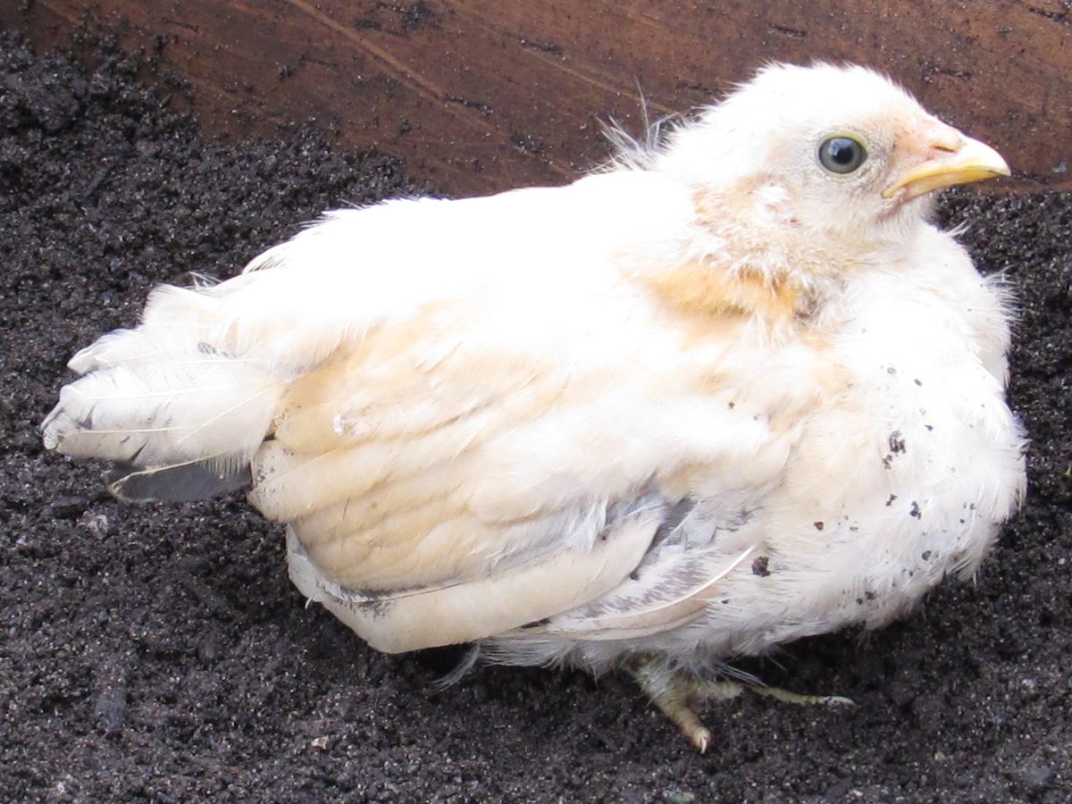Bantam chick