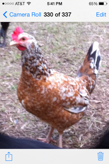 Bantam/Chicken hen