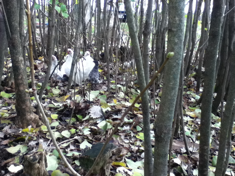Bantam Chicks hiding in the Lilacs