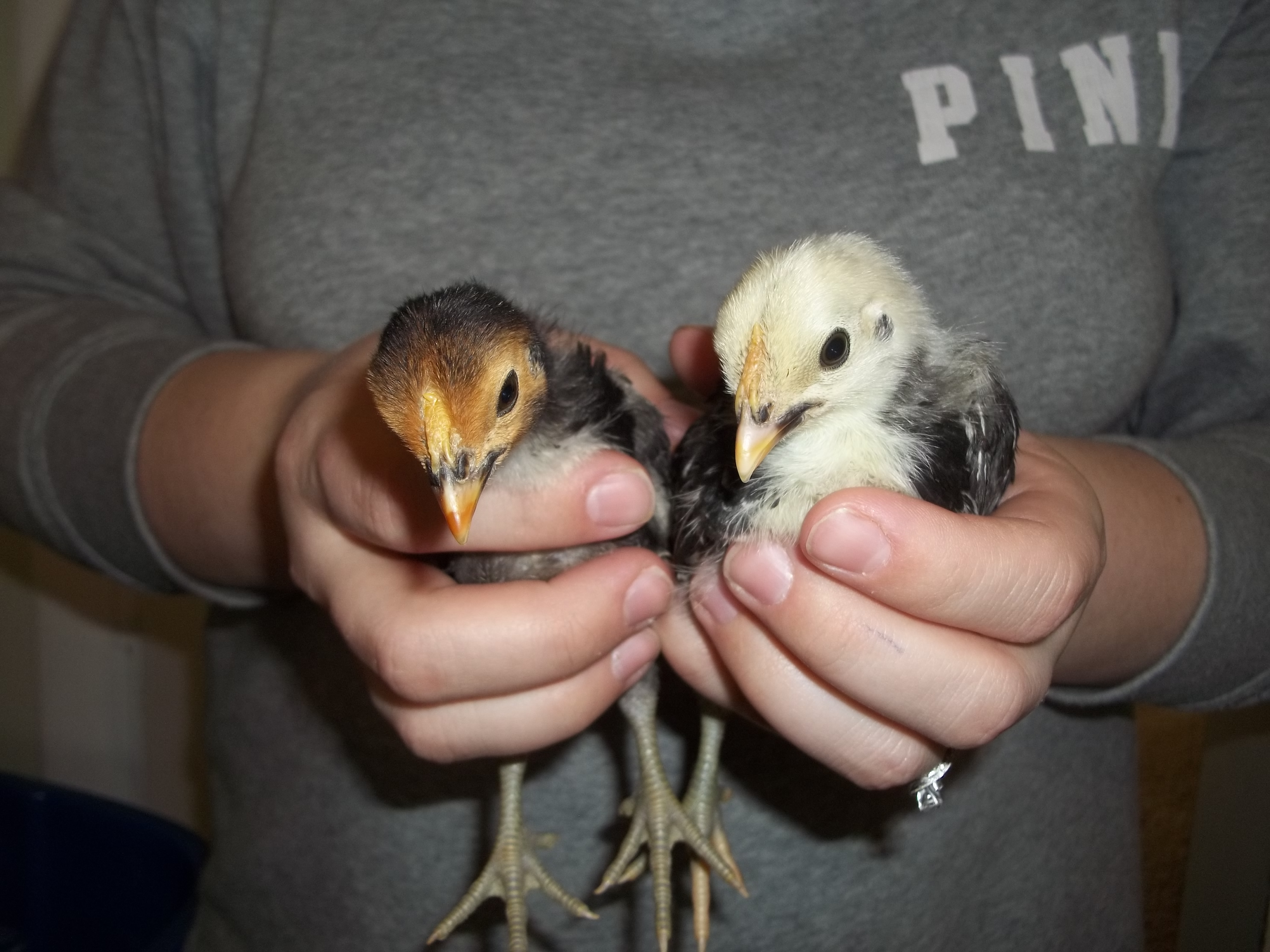 Bantam Chicks