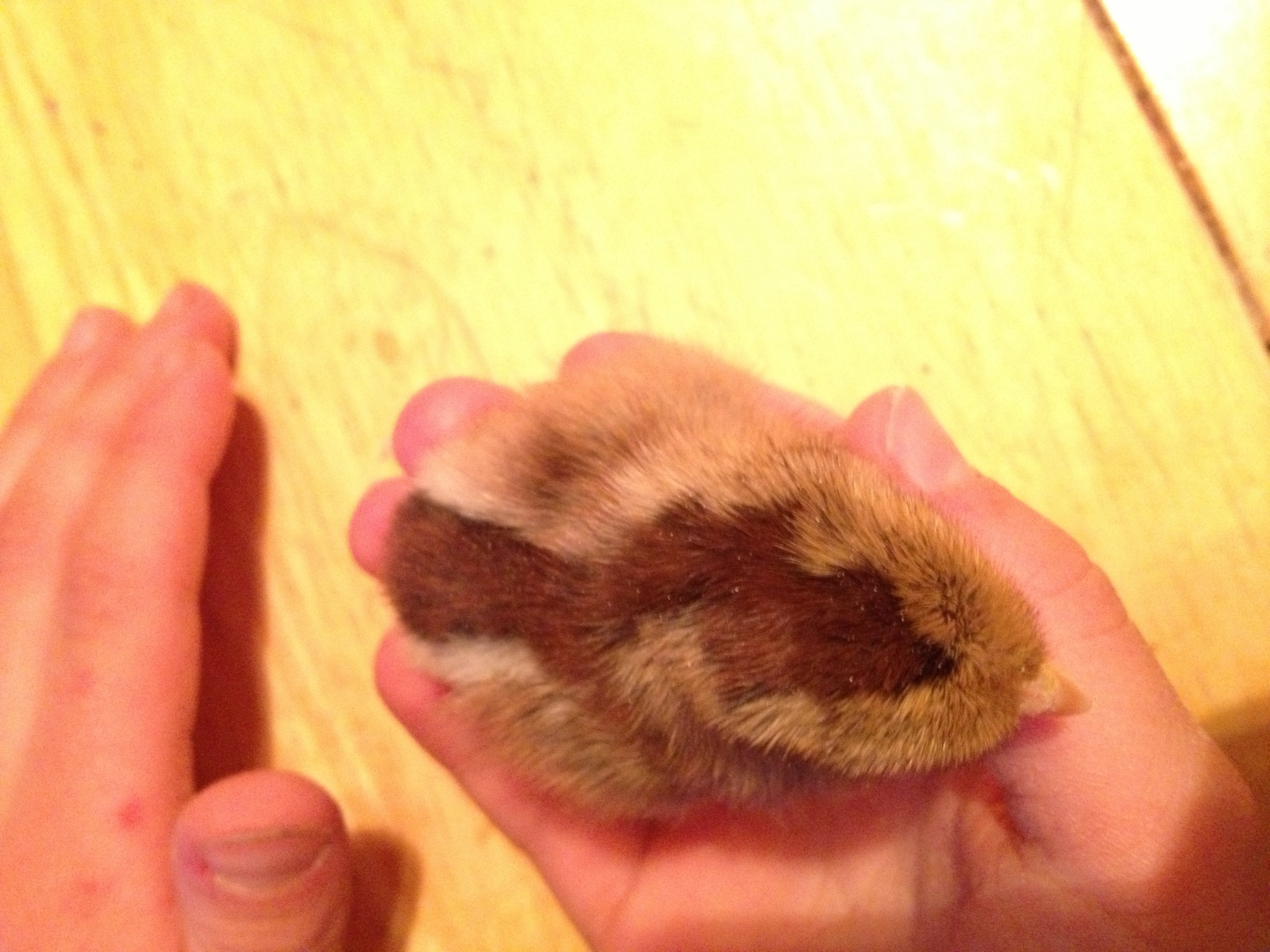 Bantam Chipmunk pattern 1