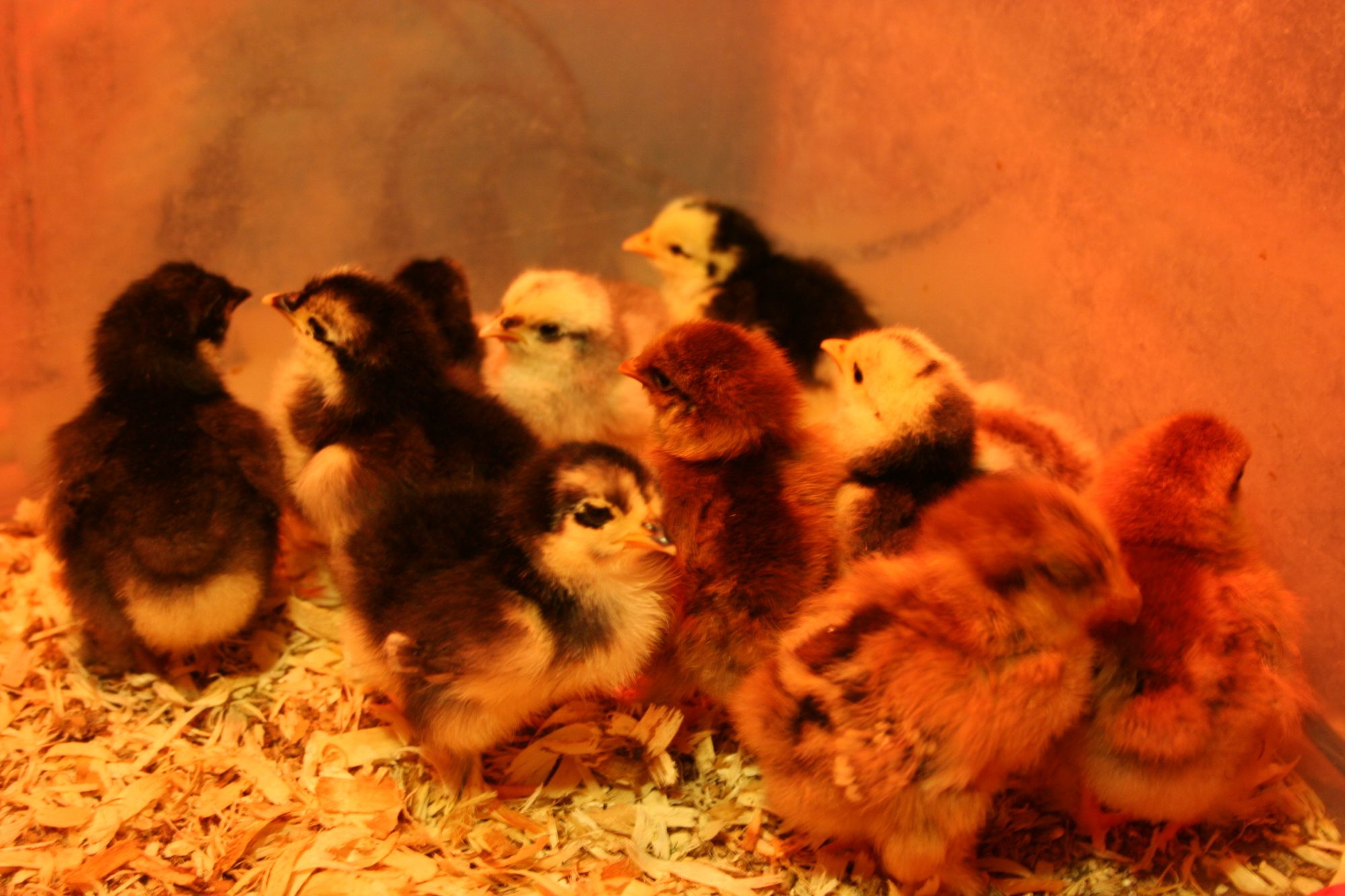 Bantam Cochin Chicks (hatched between 7/16/12 and 7/18/12