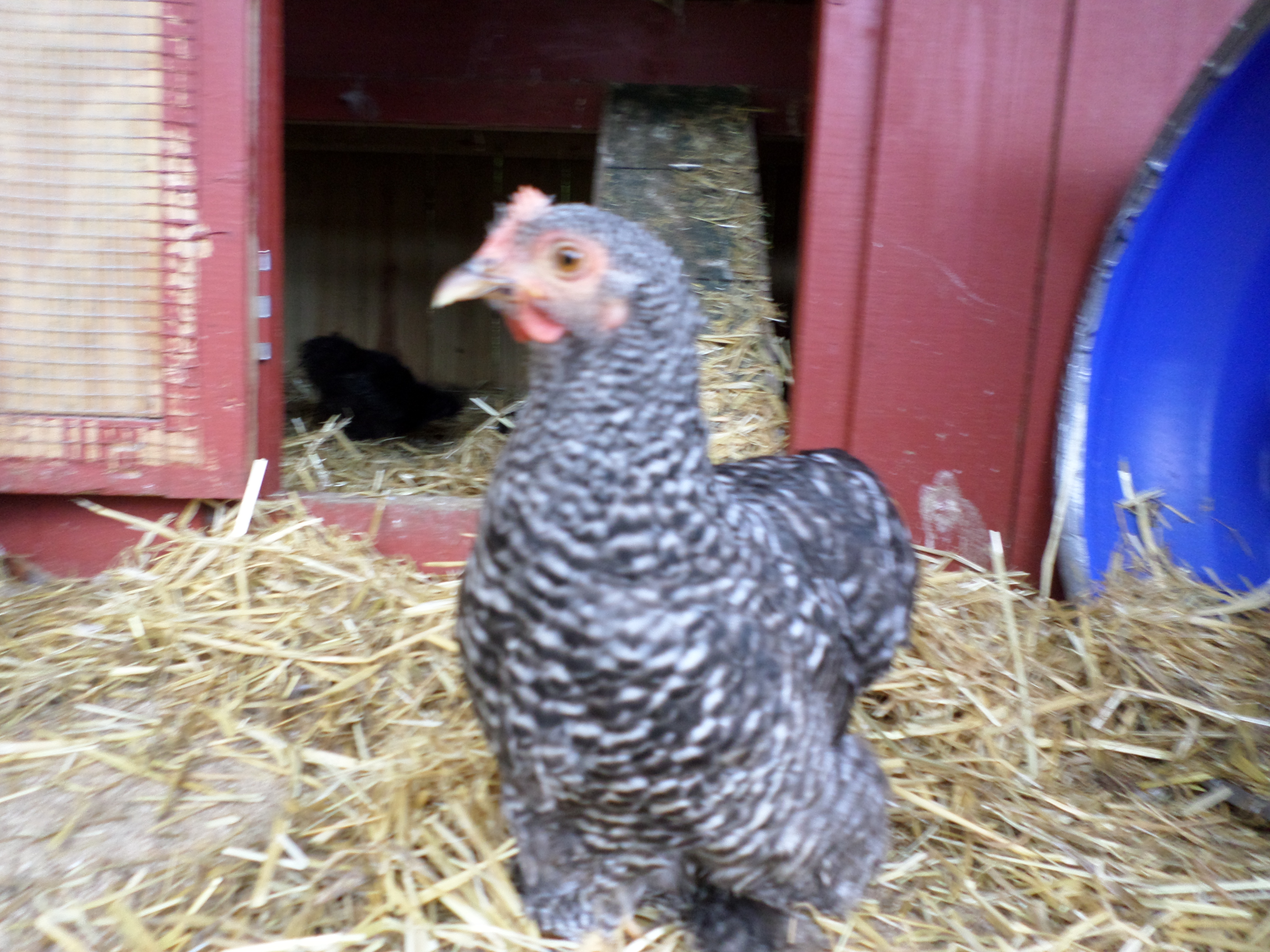 Bantam Cochin?  hen