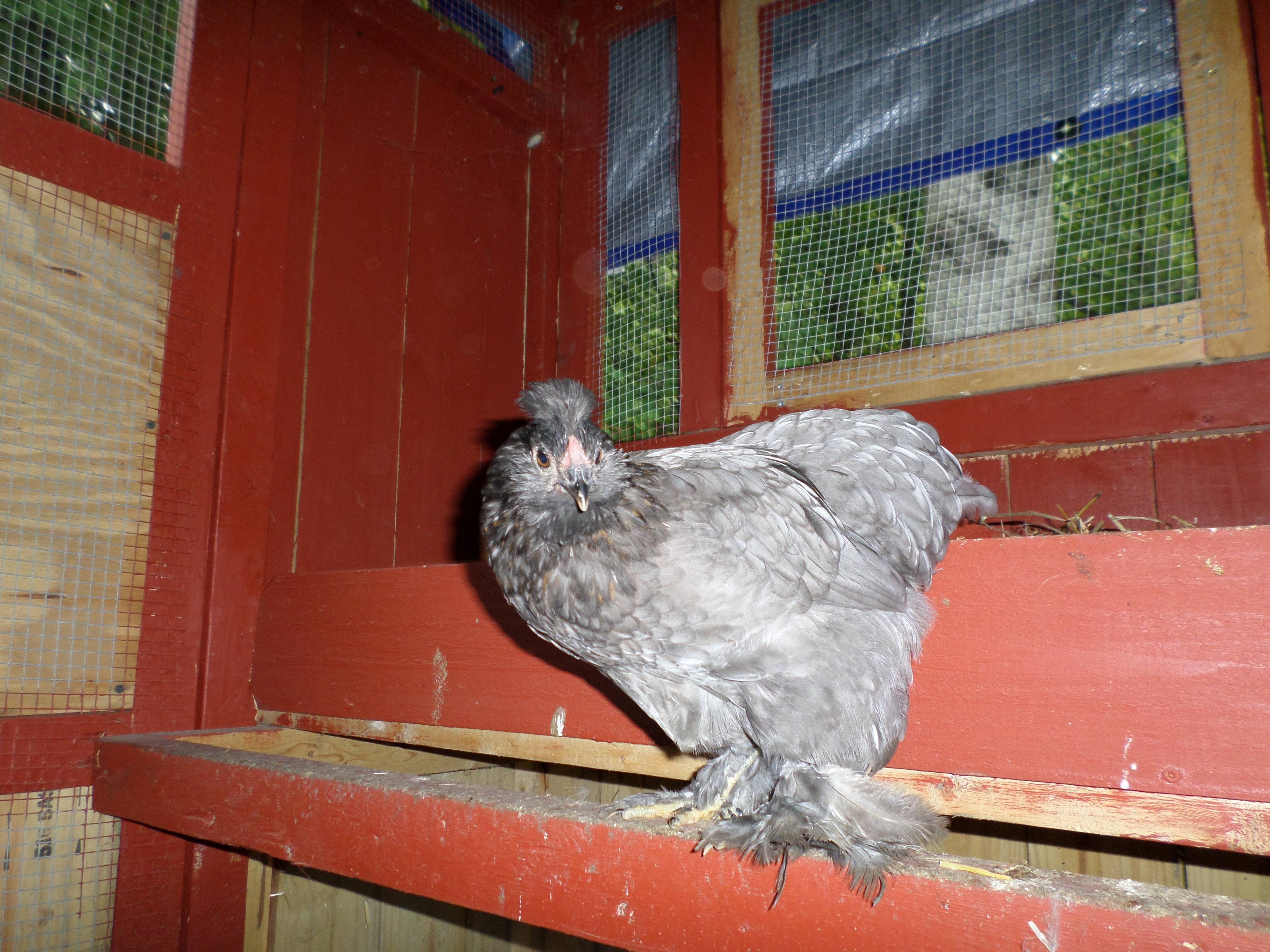 Bantam Cochin? hen