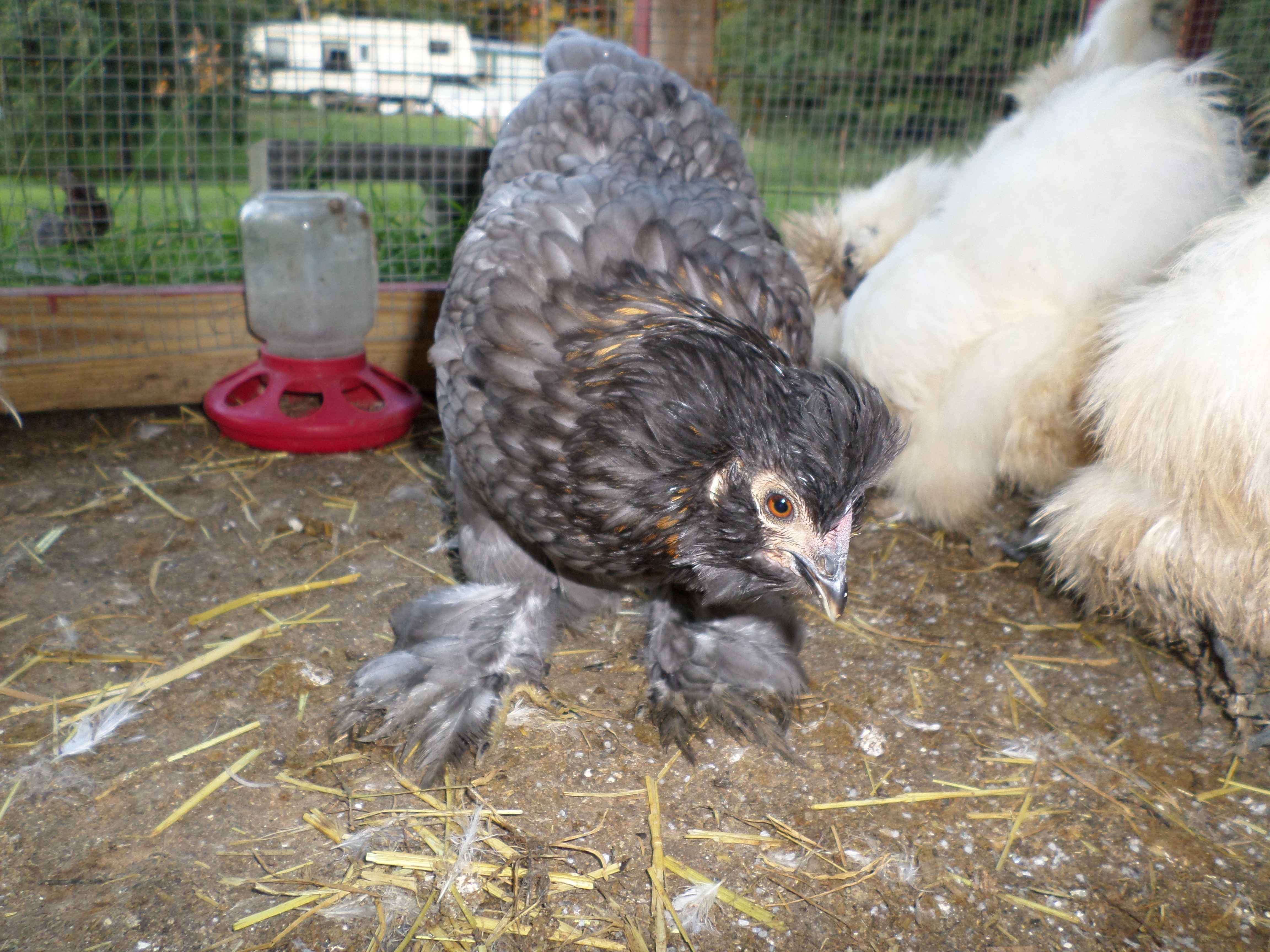 Bantam Cochin hen