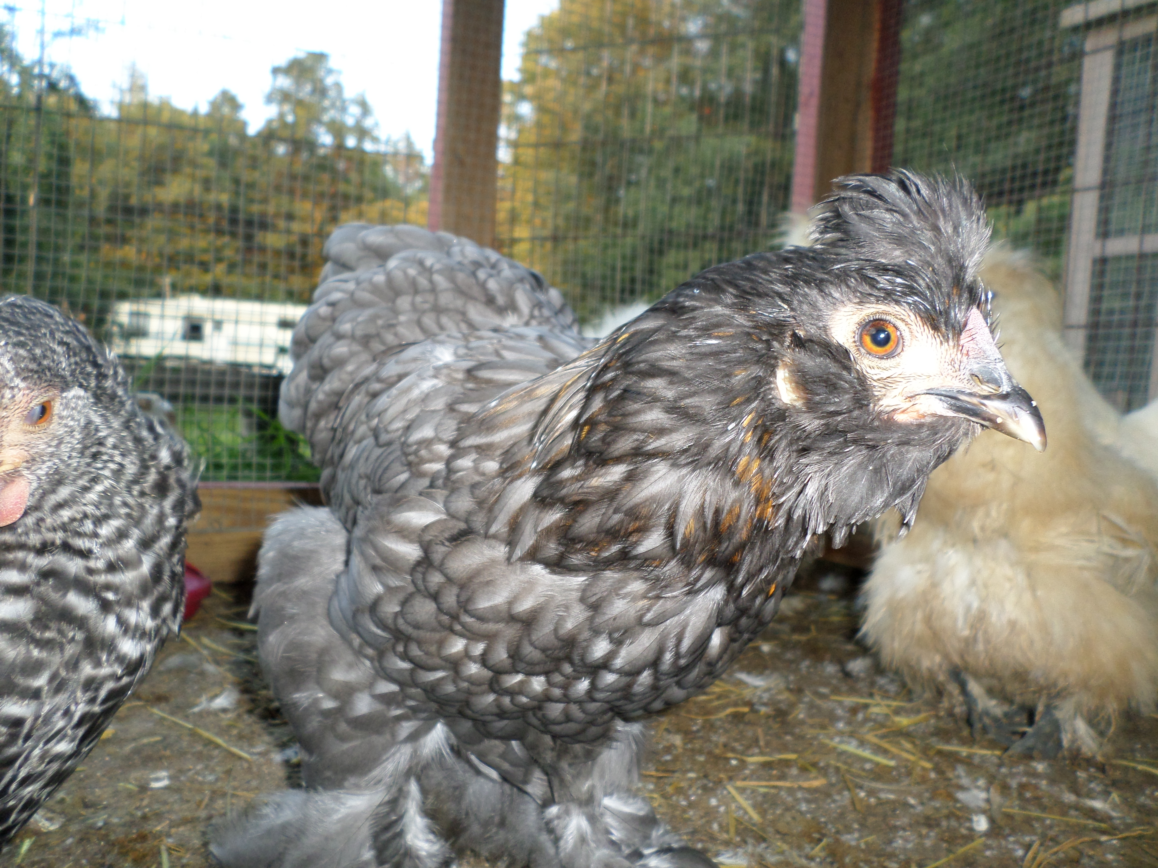 Bantam Cochin hen
