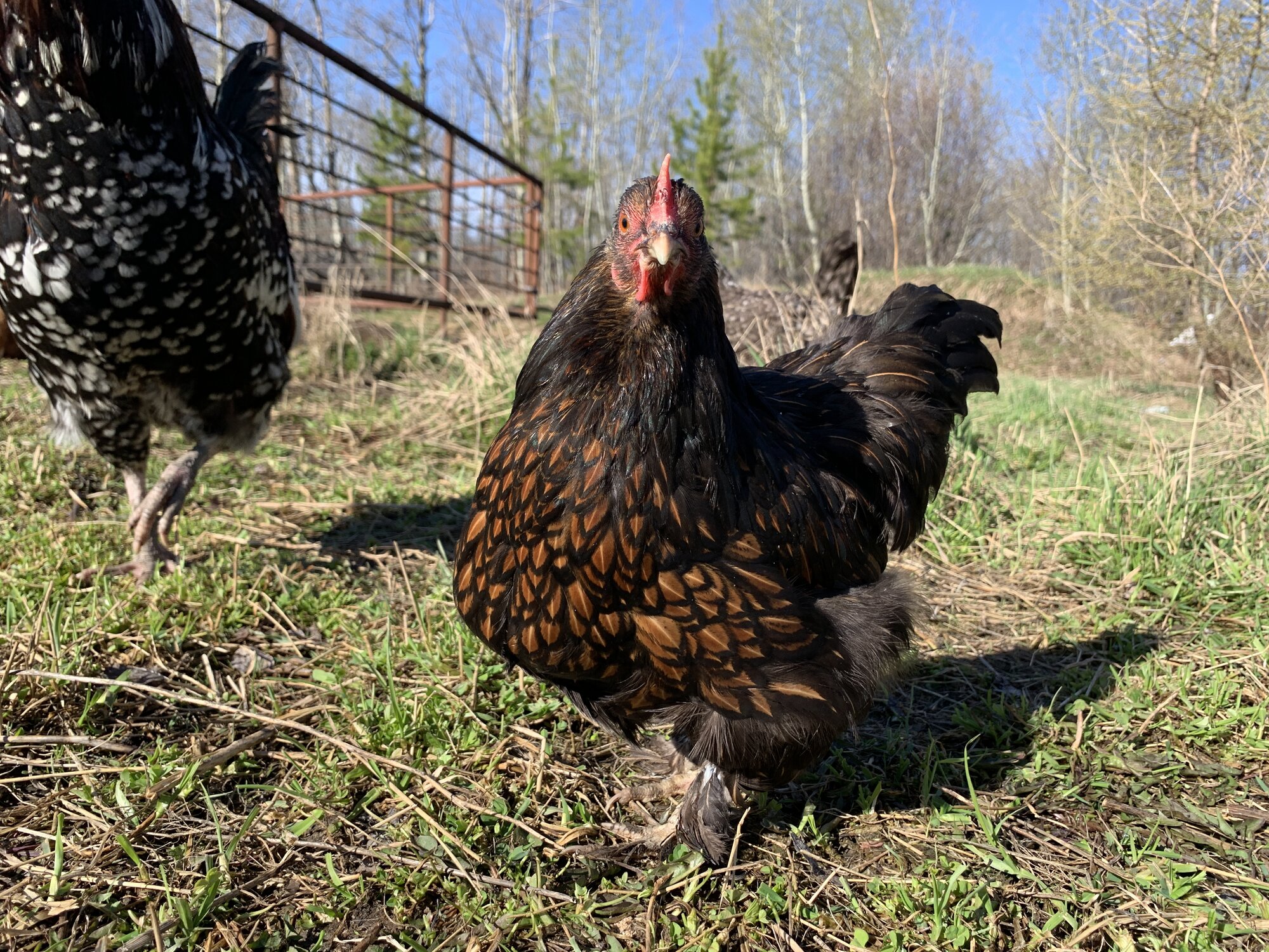 Bantam Cochin Hen