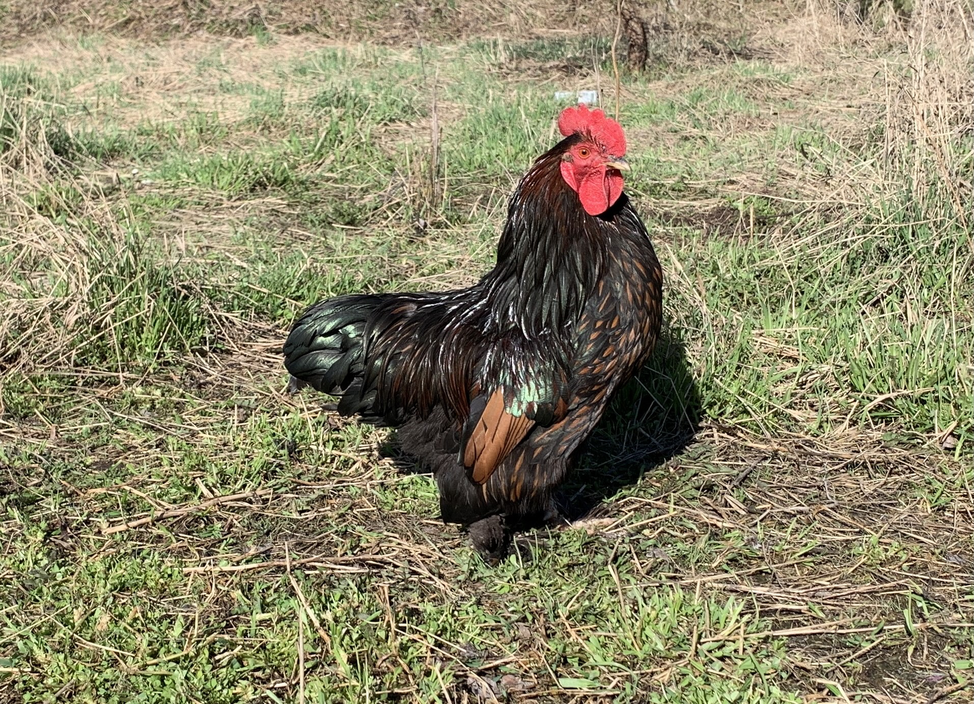 Bantam Cochin Rooster