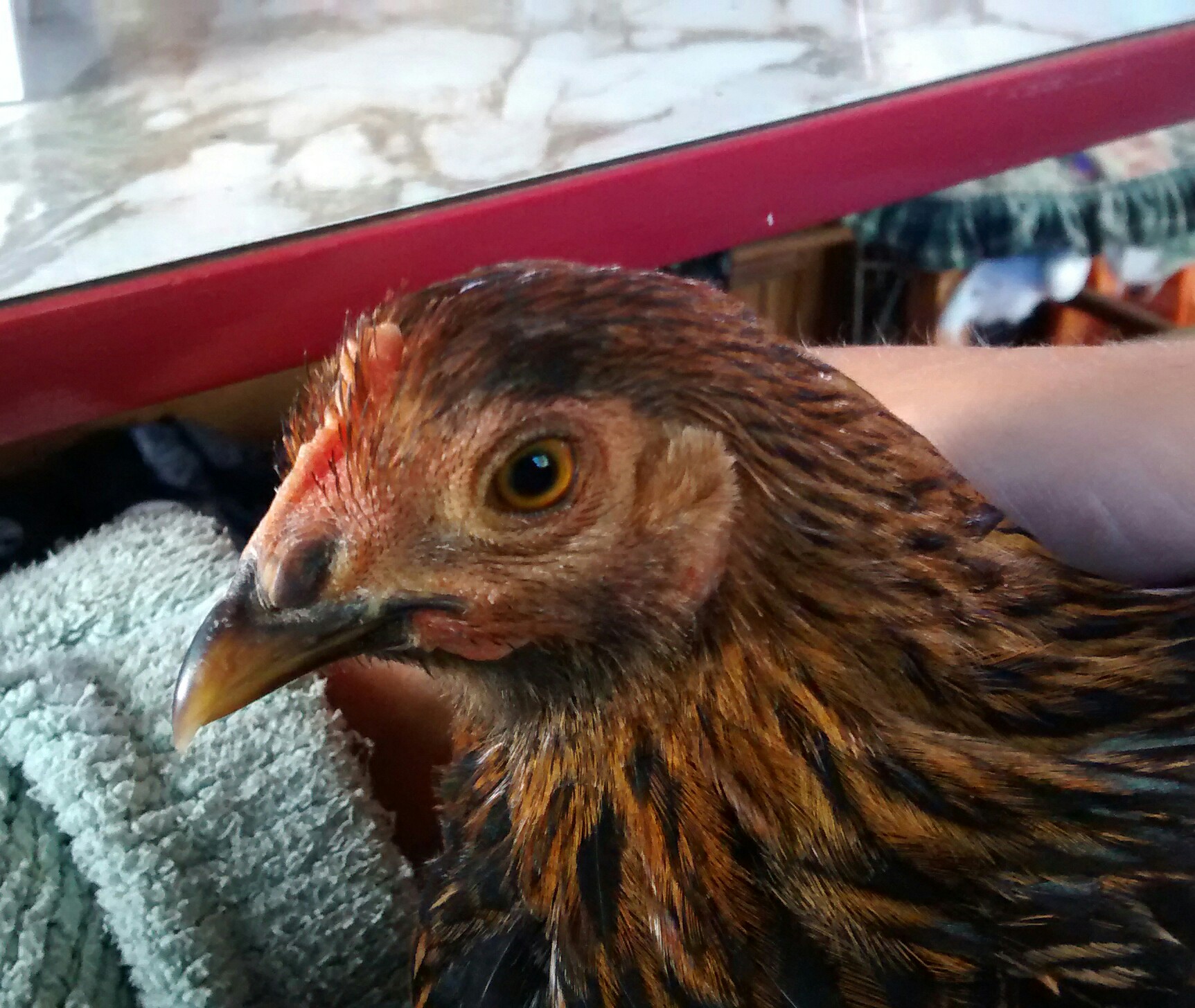 Bantam Cochin
