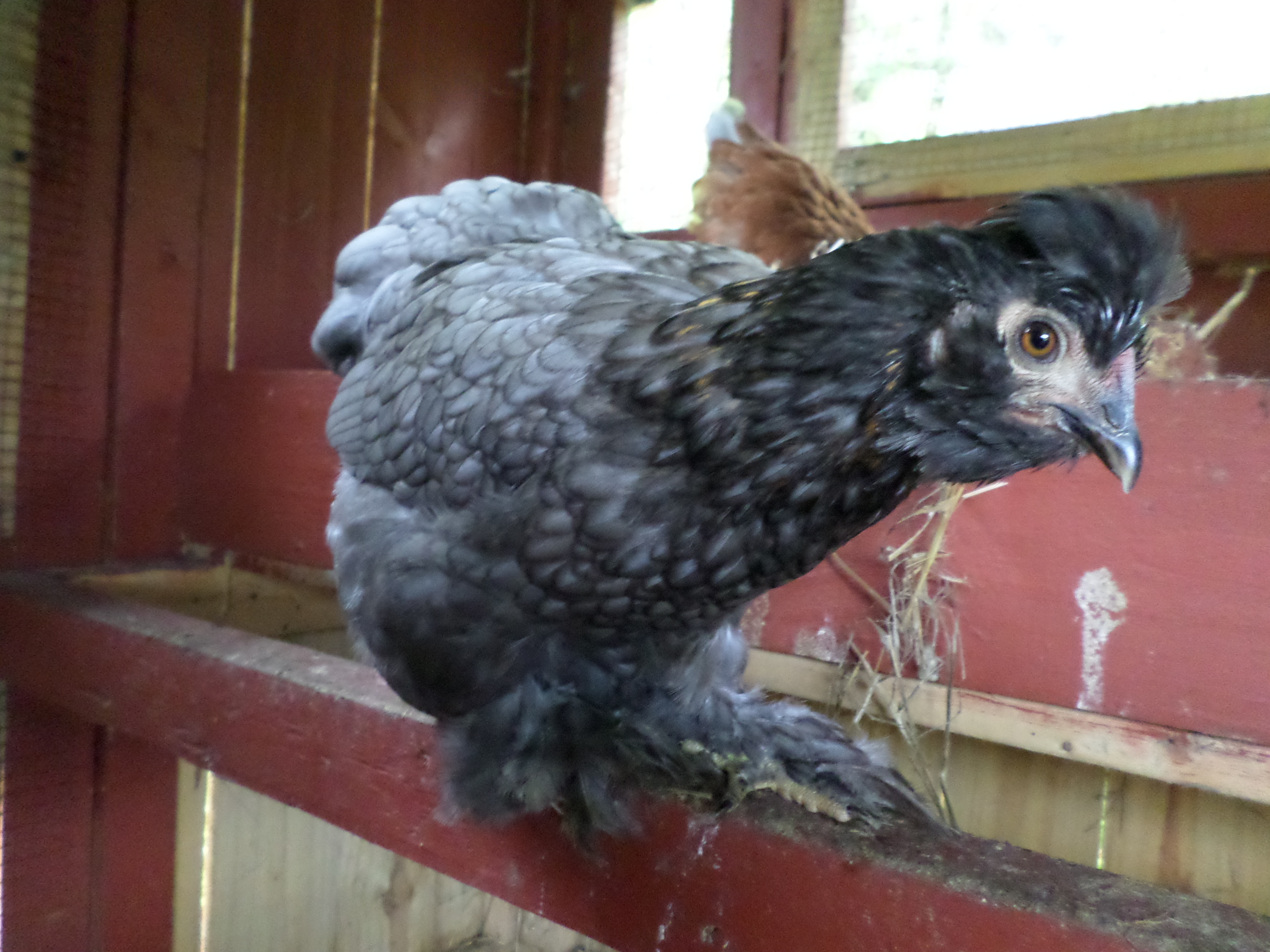 Bantam Cochin