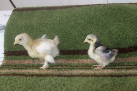 Bantam Cochins, white and black frizzle, 2 wks old.
