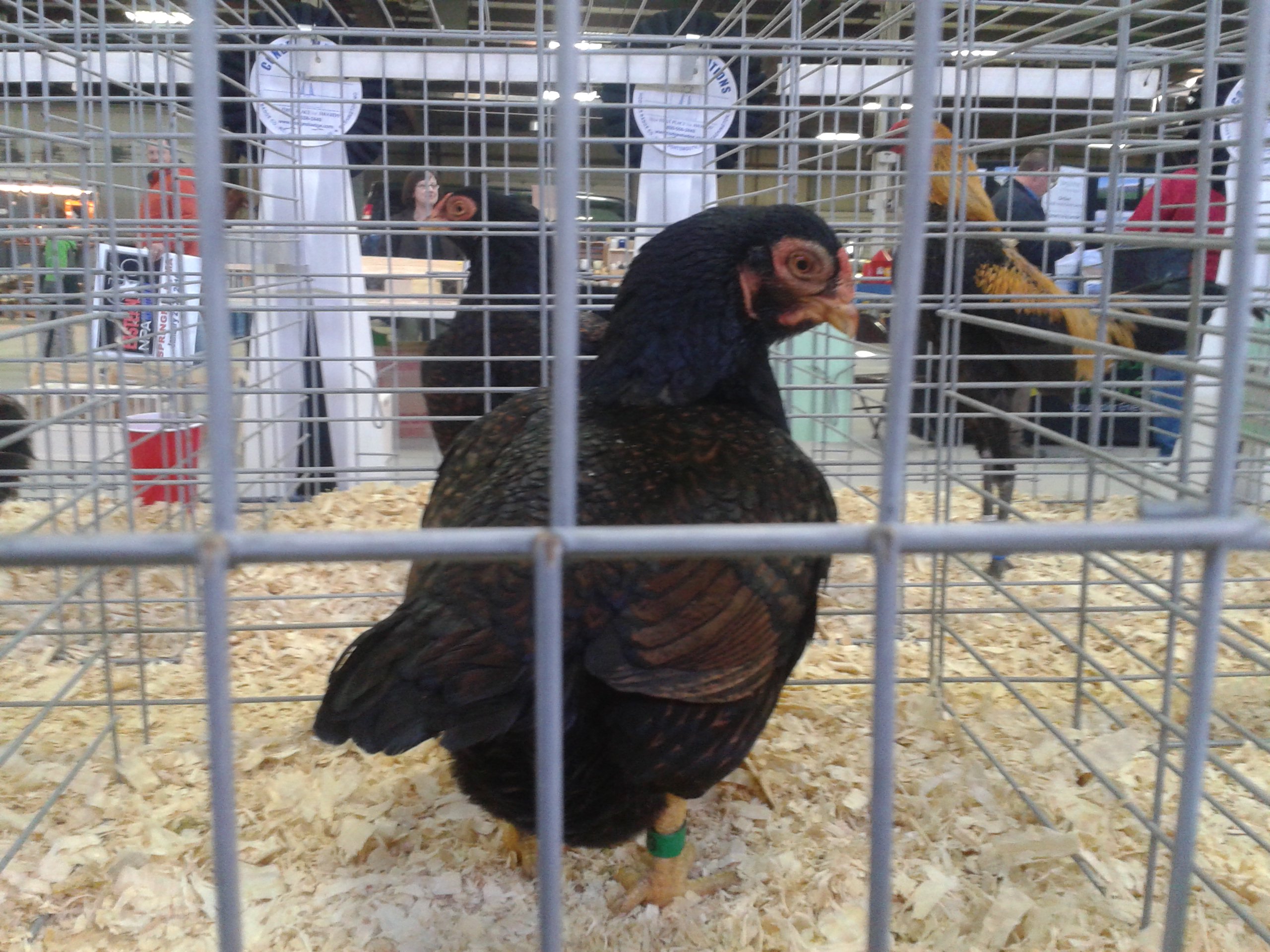 Bantam cornish, seen in champion row for the Jr. exhibitors