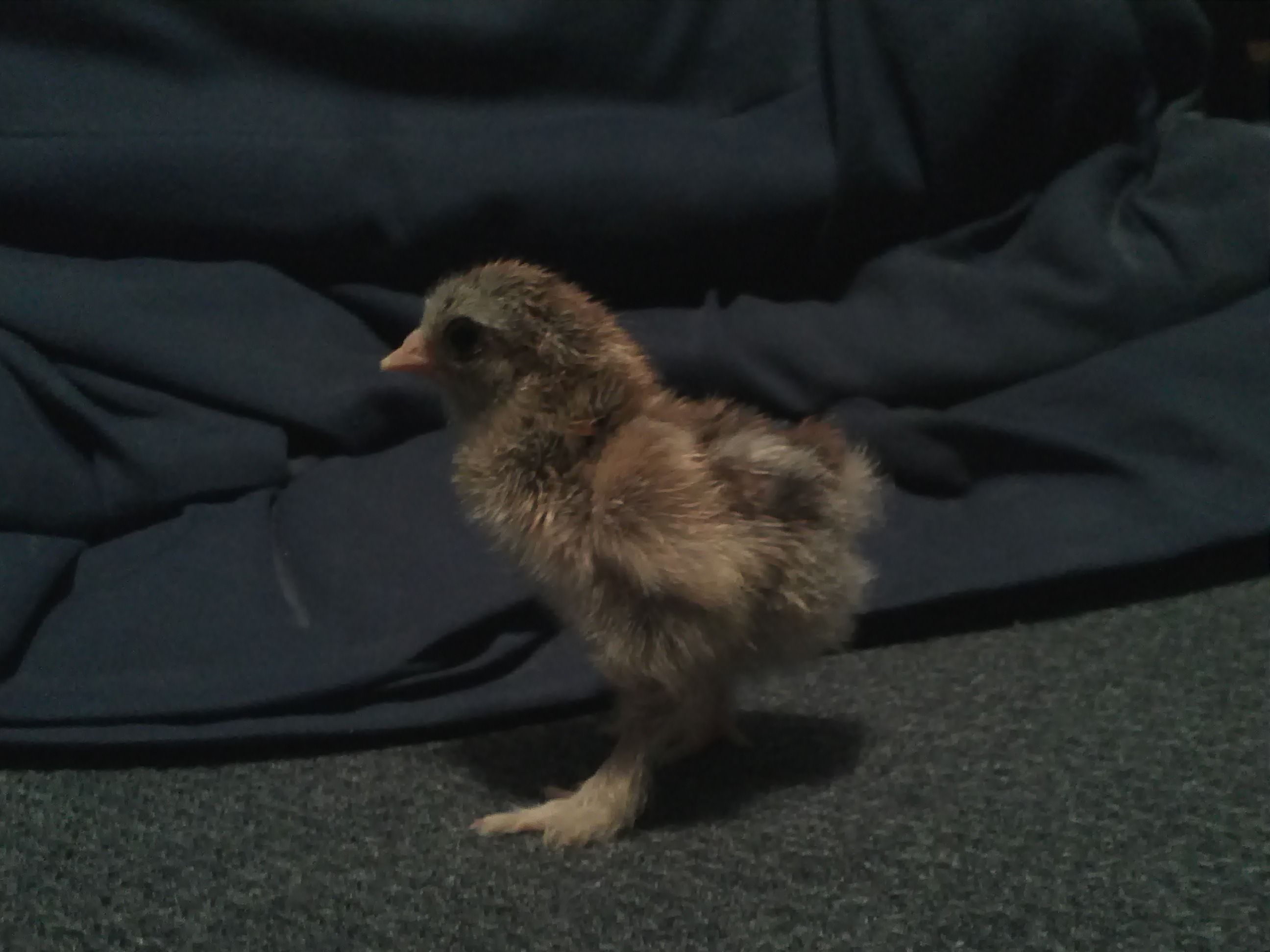 Bantam Dark Brahma Chick