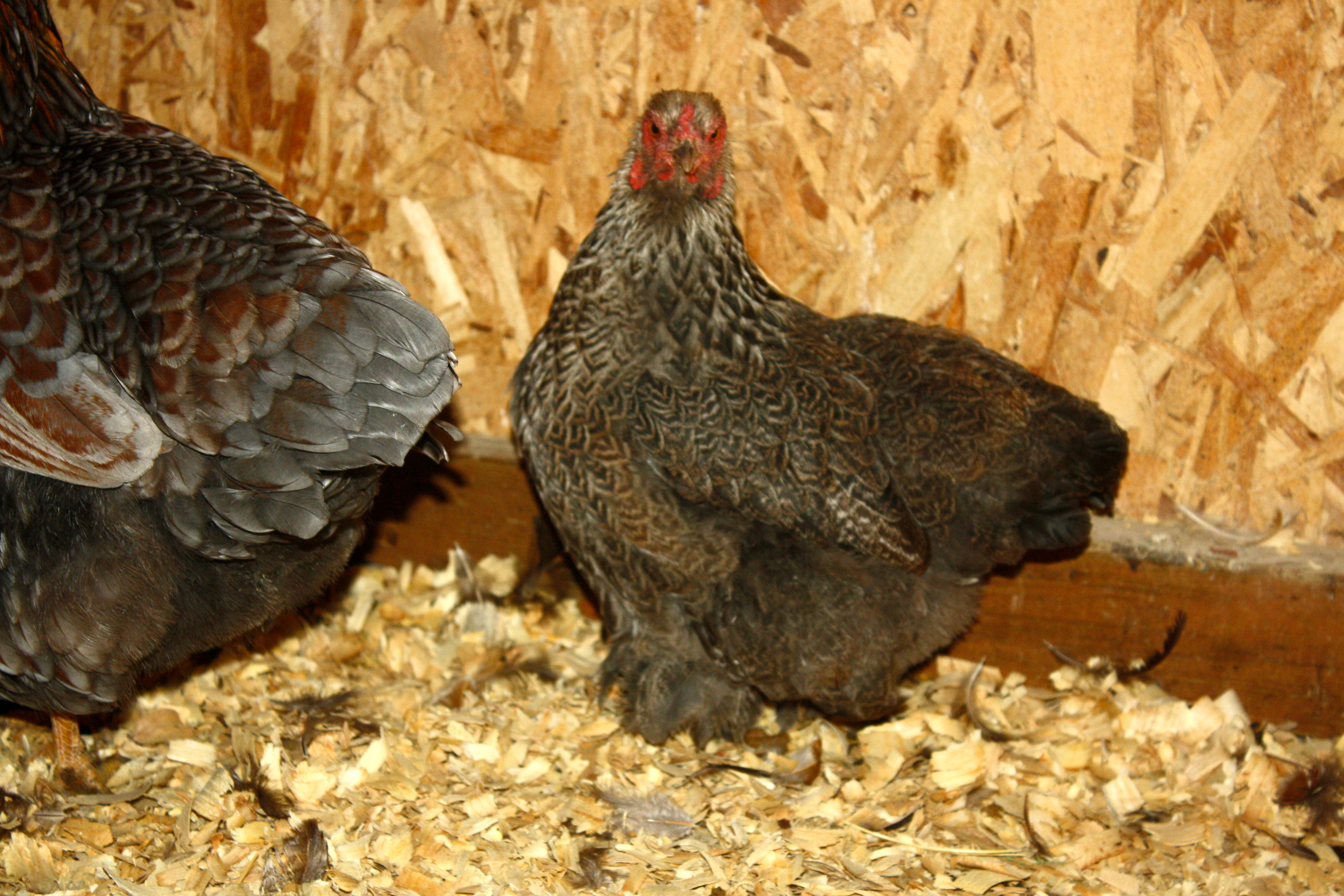 bantam dark brahma
