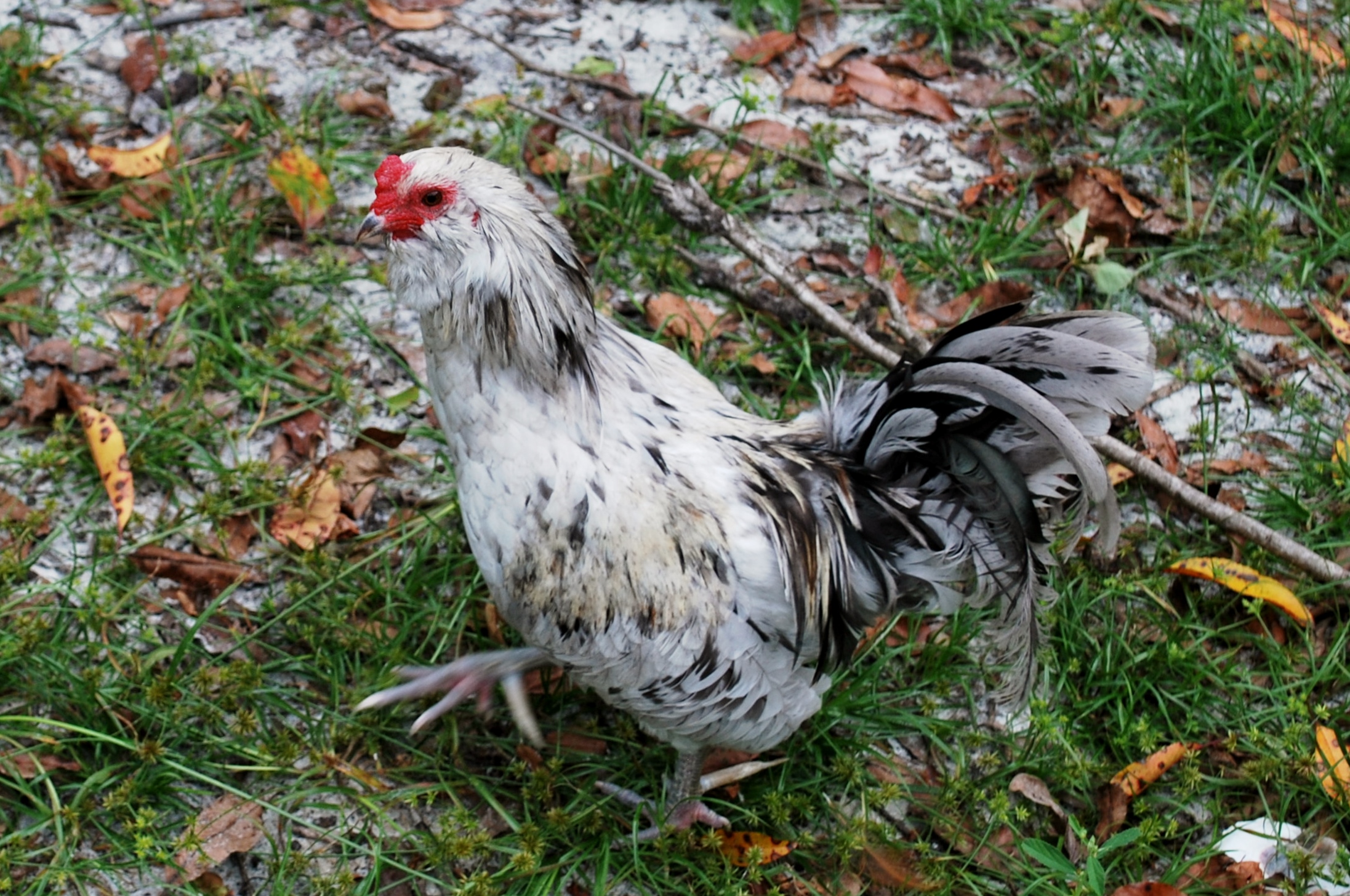 Bantam Easter Egger Roo