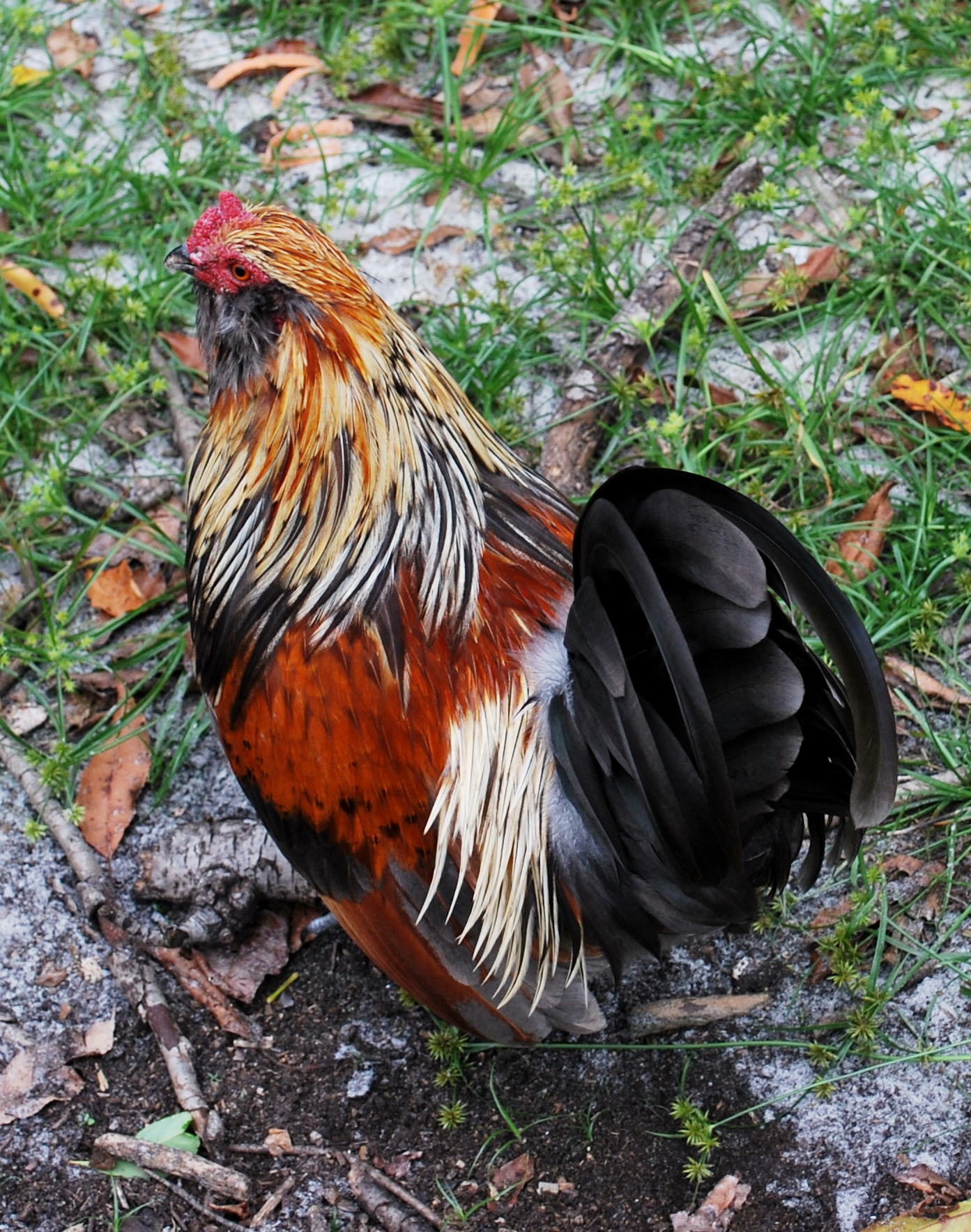 Bantam Easter Egger Roo