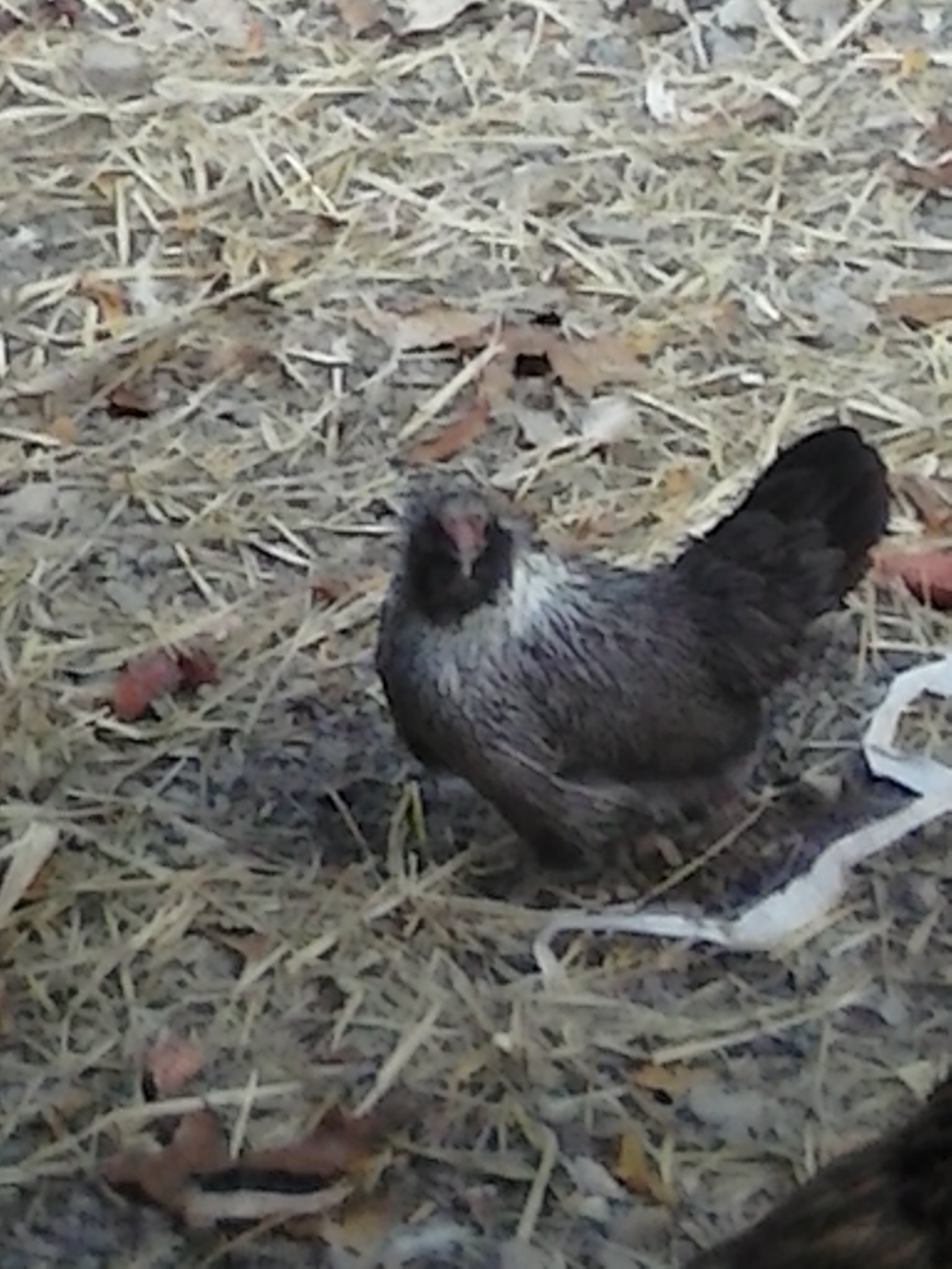 Bantam Easter Egger