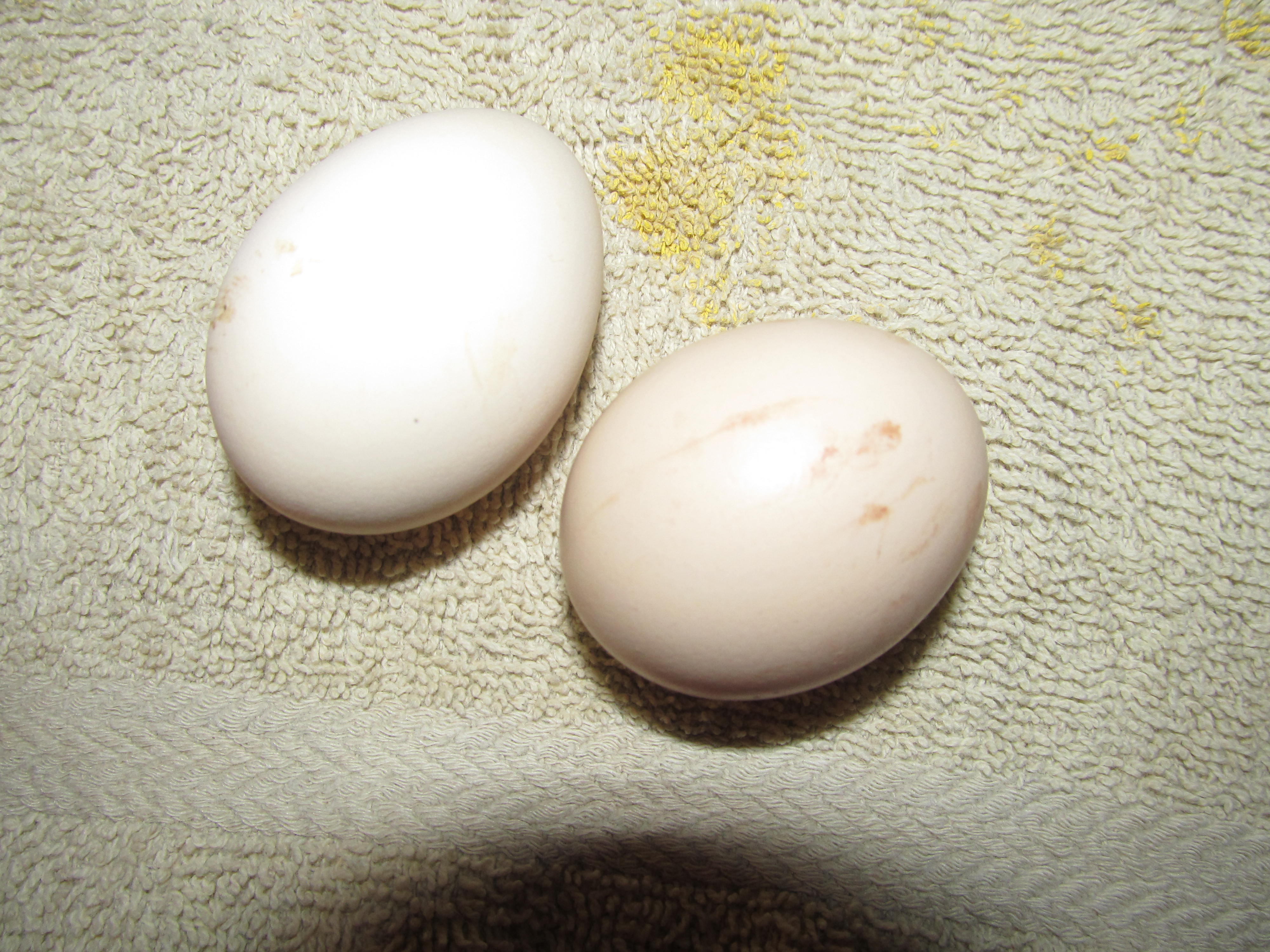 Bantam Eggs
