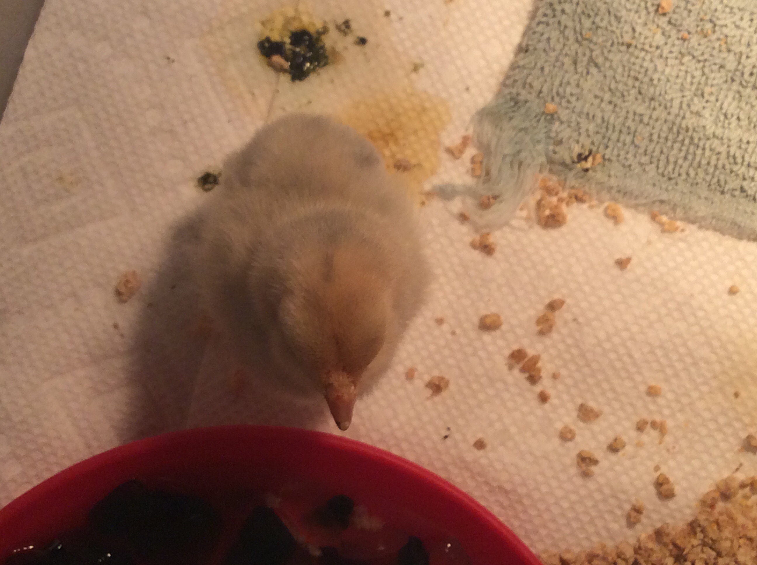 Bantam feed store chick.