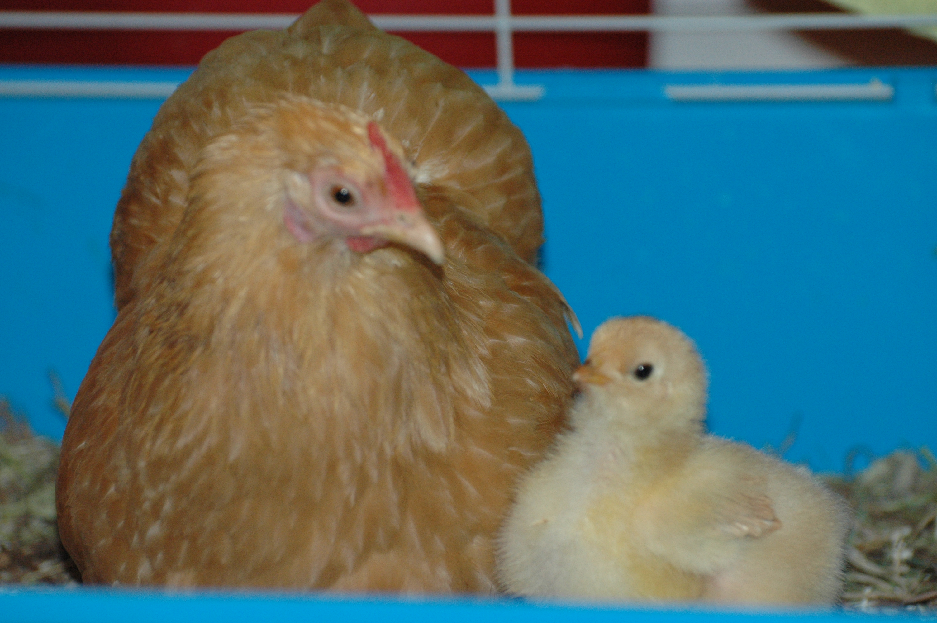 Bantam foster mother