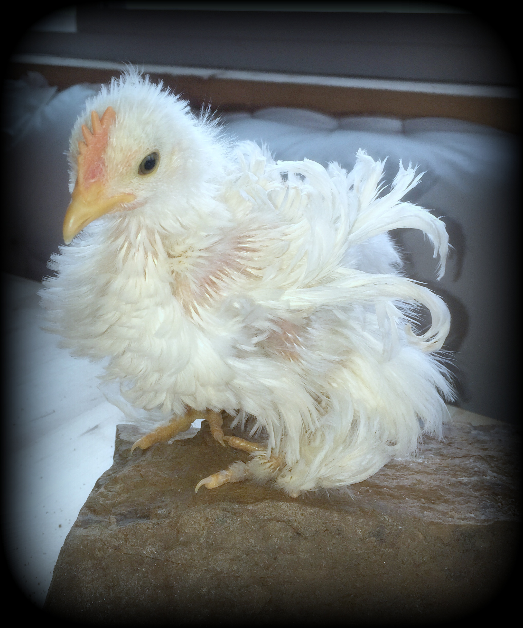 Bantam Frizzle Cochin