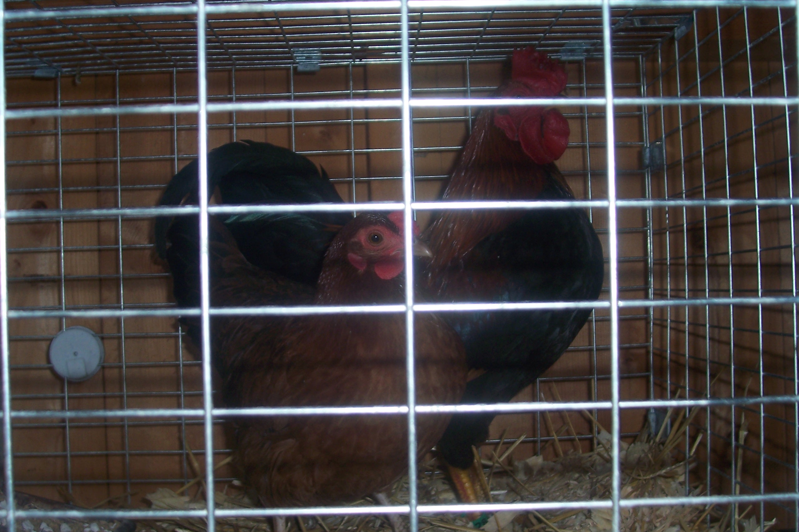 Bantam Hen and Rooster Named: Mango and Rocky