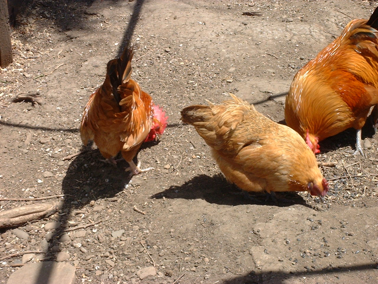 Bantam Hen