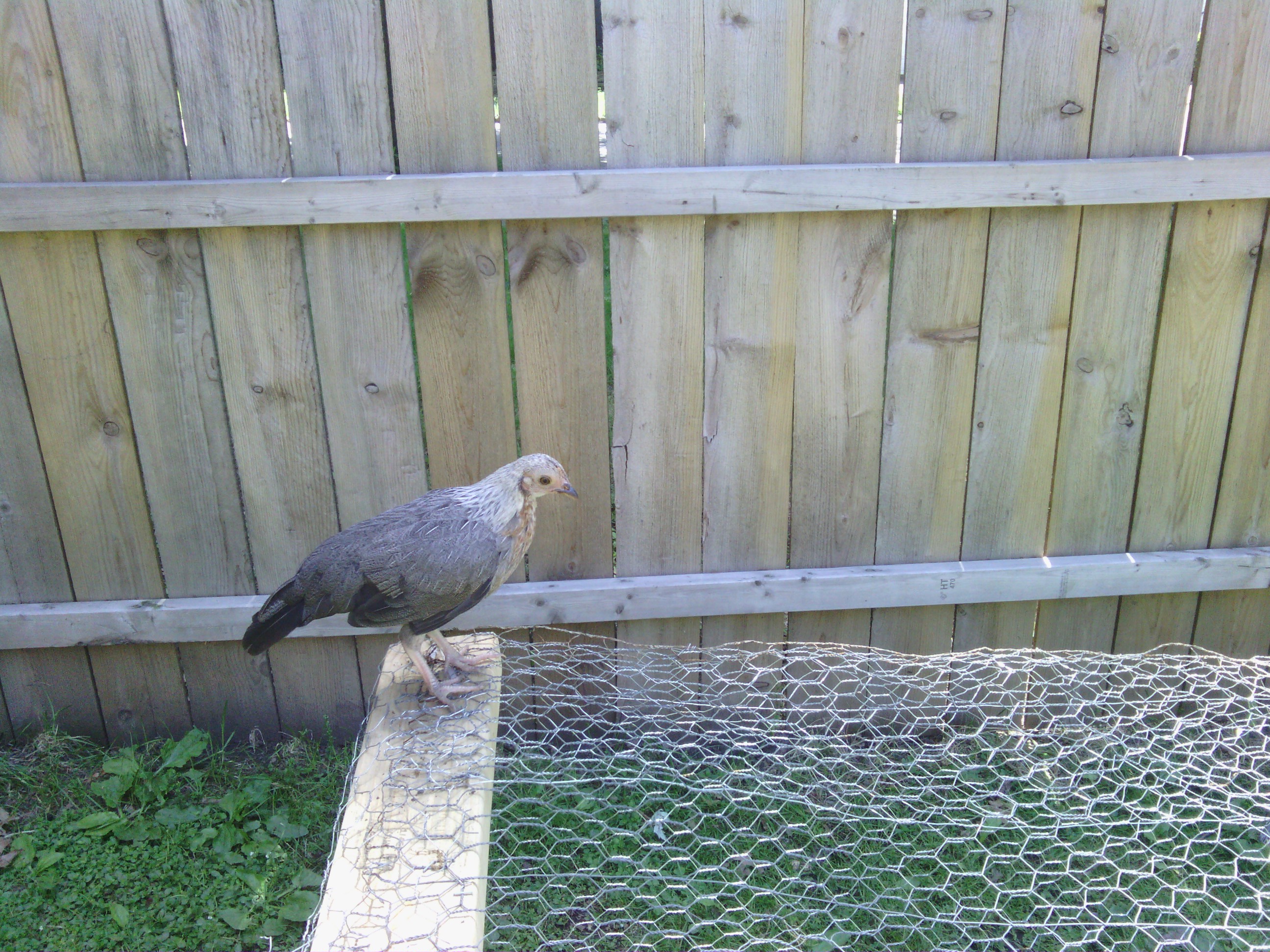 Bantam learned how to climb on the run.