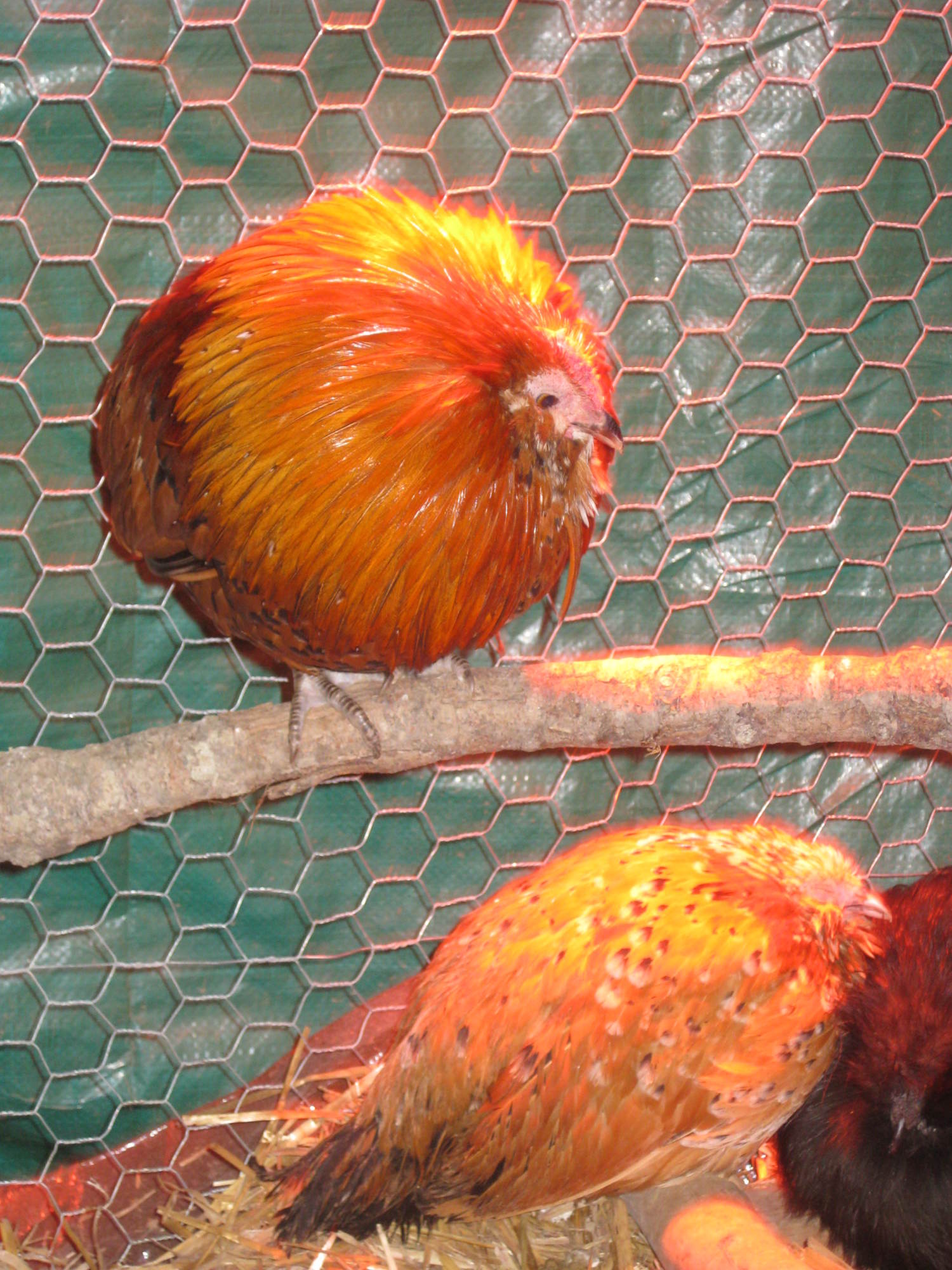 (Bantam) Mille Fleur

- no feathers on feet