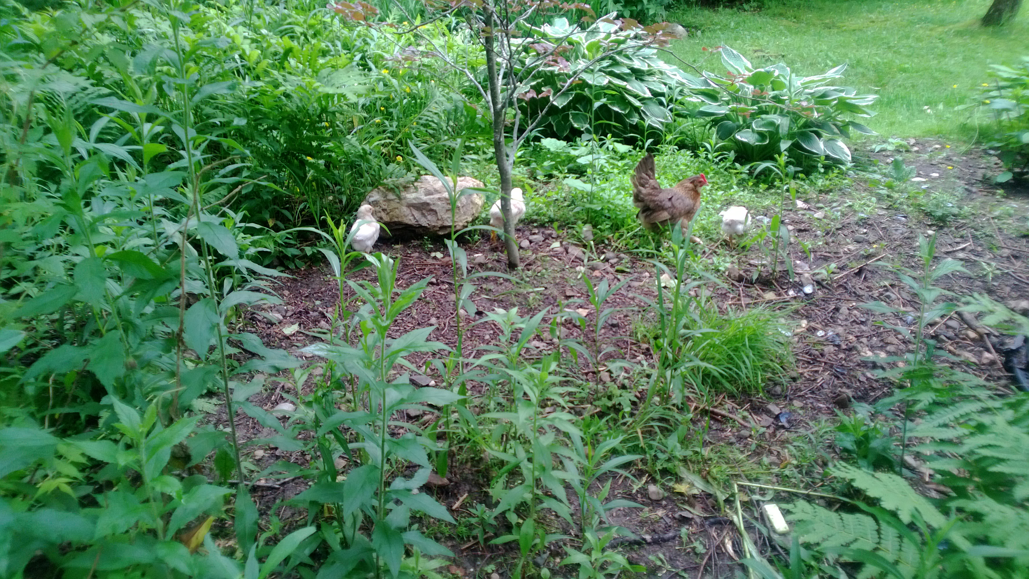 bantam momas