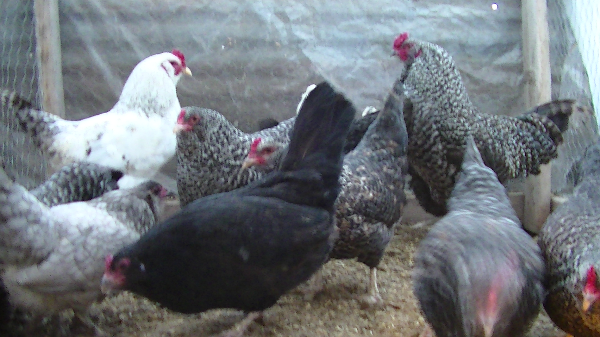 Bantam olive eggers