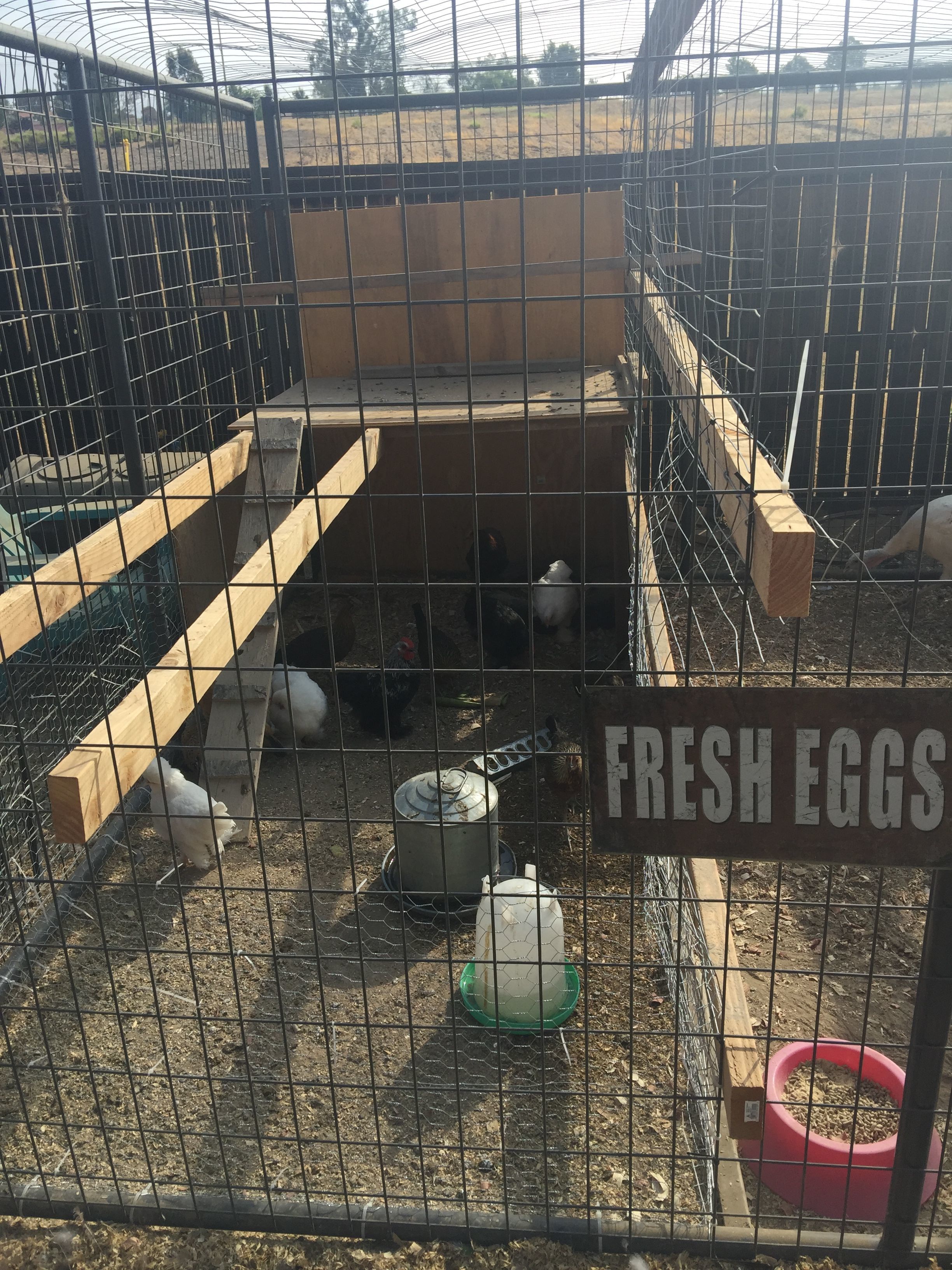 Bantam Pen. I divided one of our larger pens off for the bantam chickens. They roost on the long 2x4s at night and have shade and protection from rain under the cover I built.