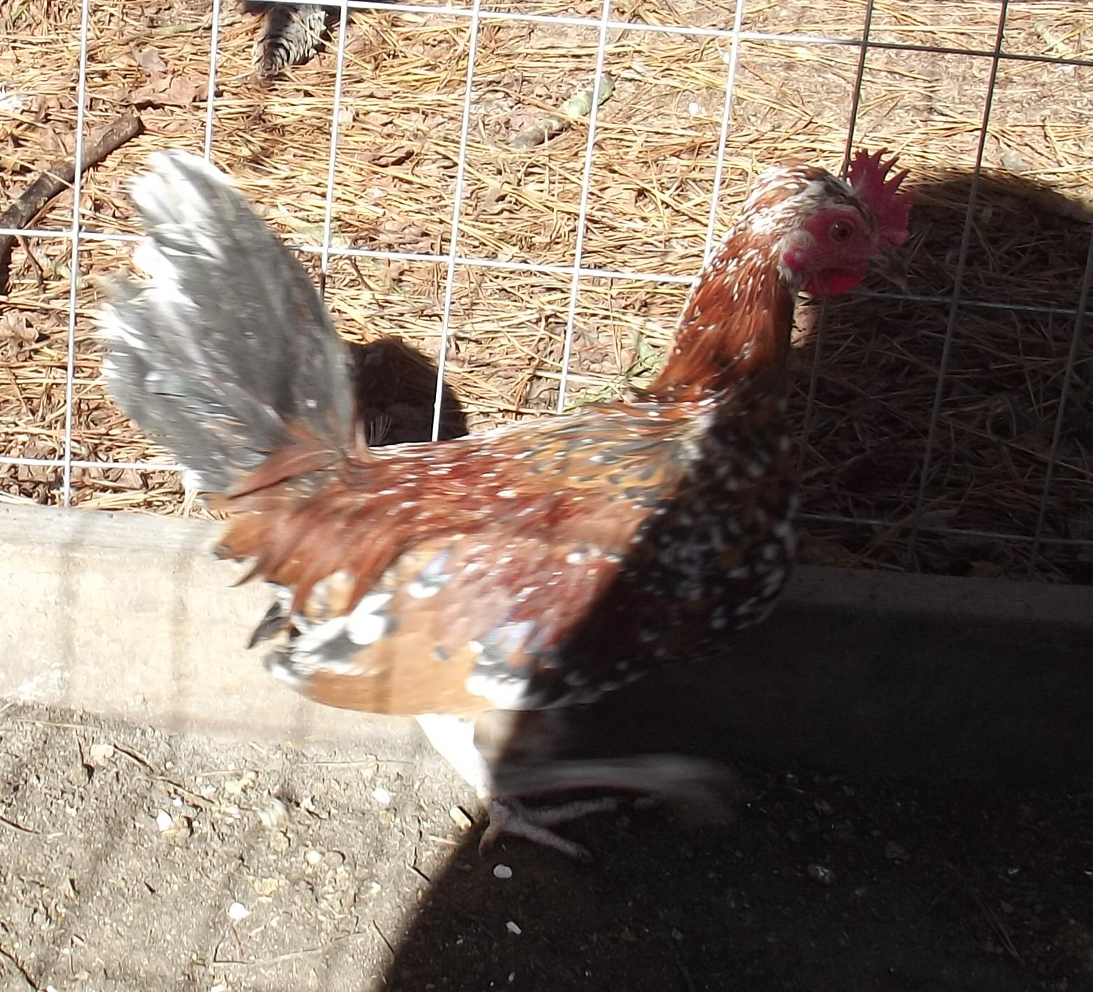 Bantam Pyncheon Roo.