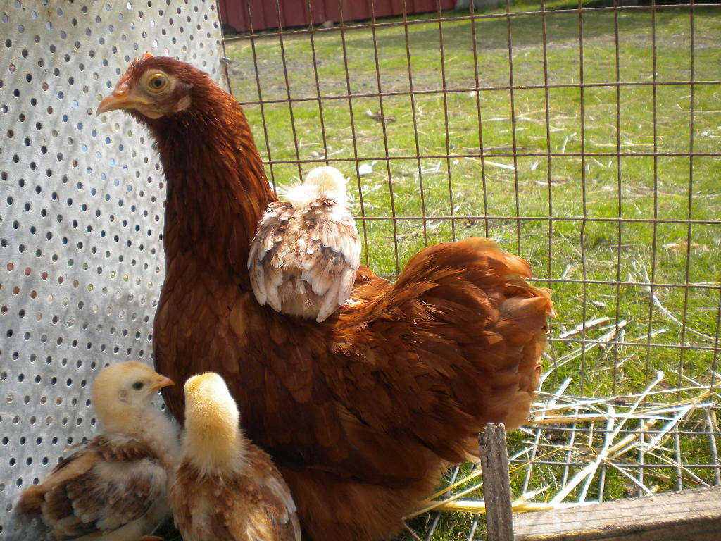 Bantam Red Cochin hen and chicks.