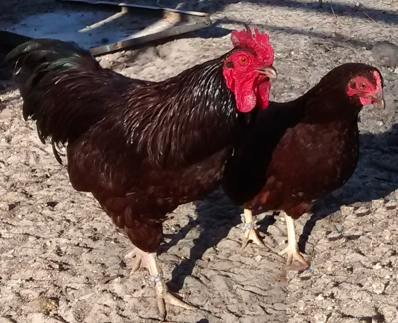 Bantam Rhode Island Red