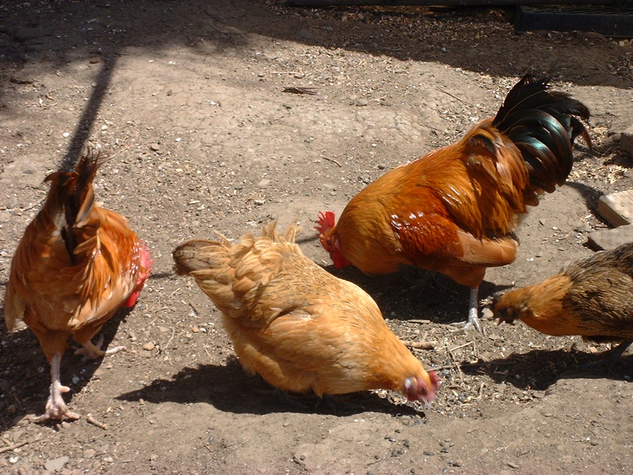 Bantam Roo2 with hen