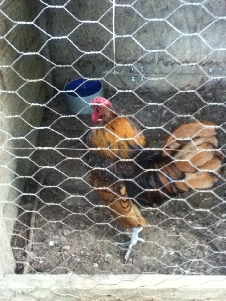 bantam rooster again