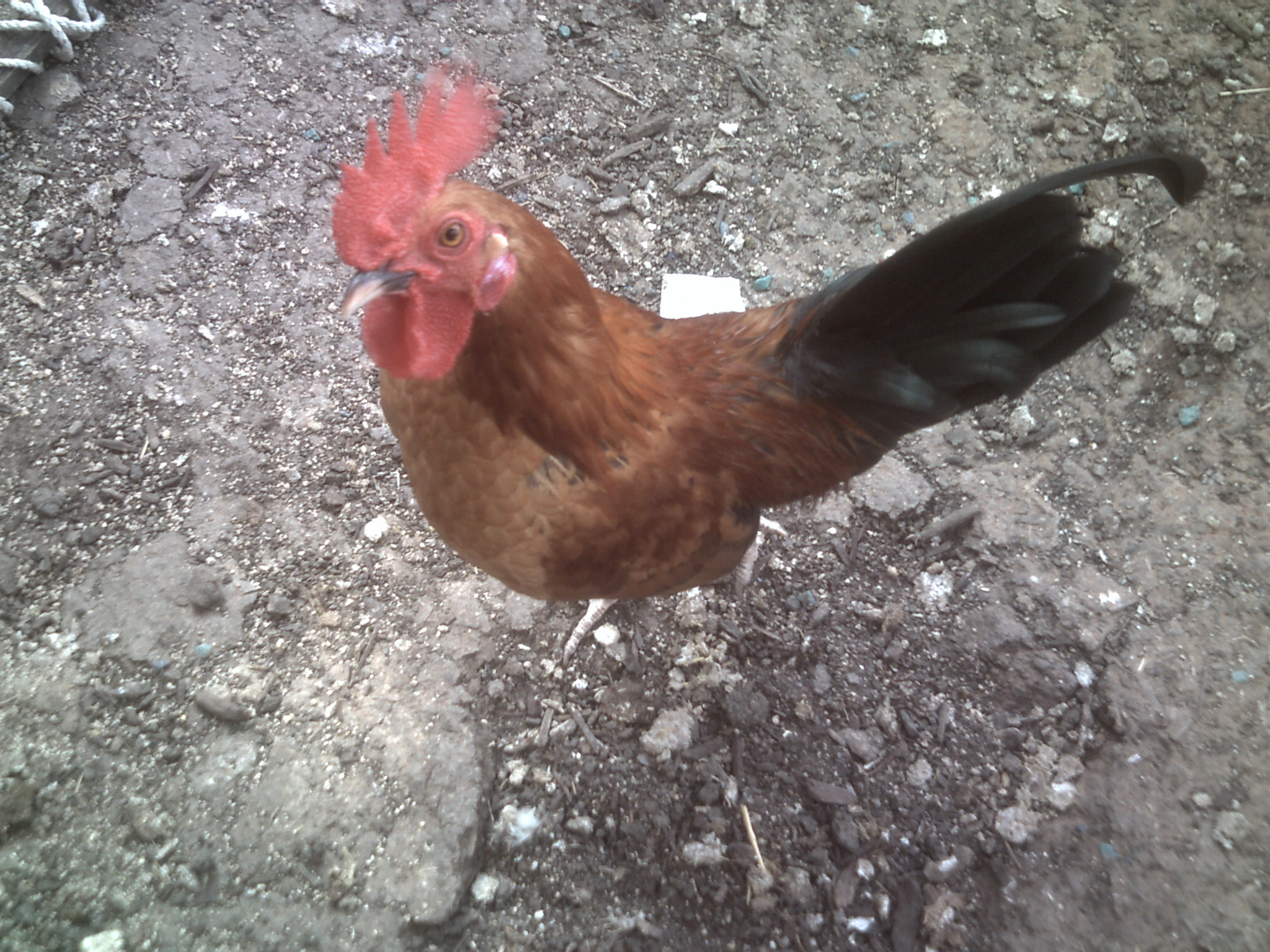 Bantam rooster