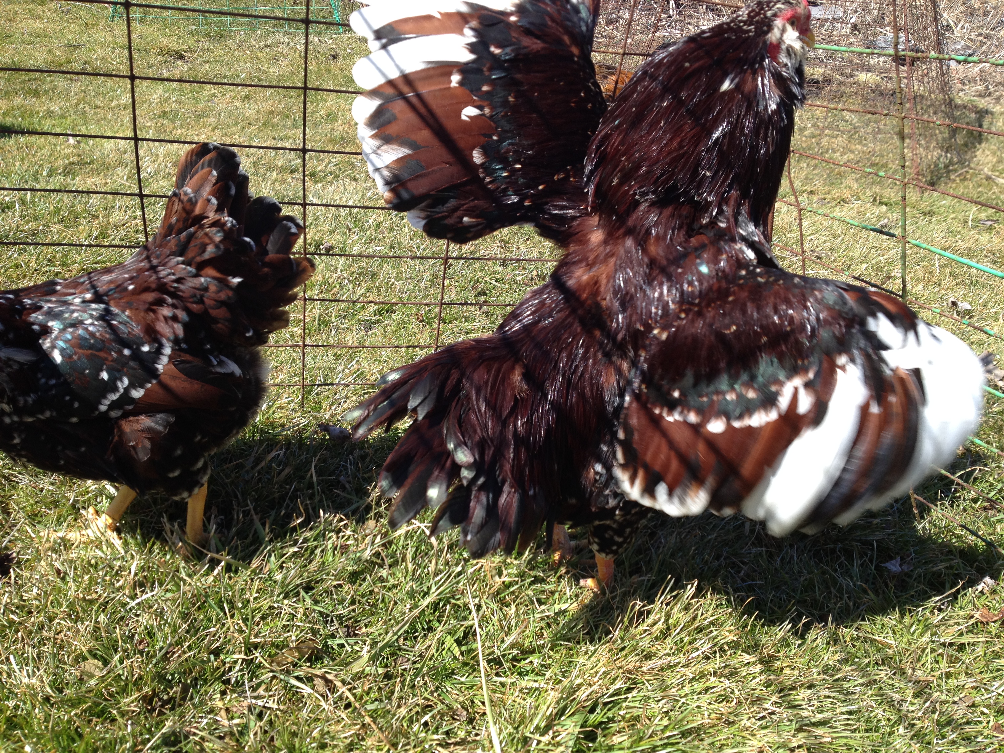 Bantam Russian Orloffs