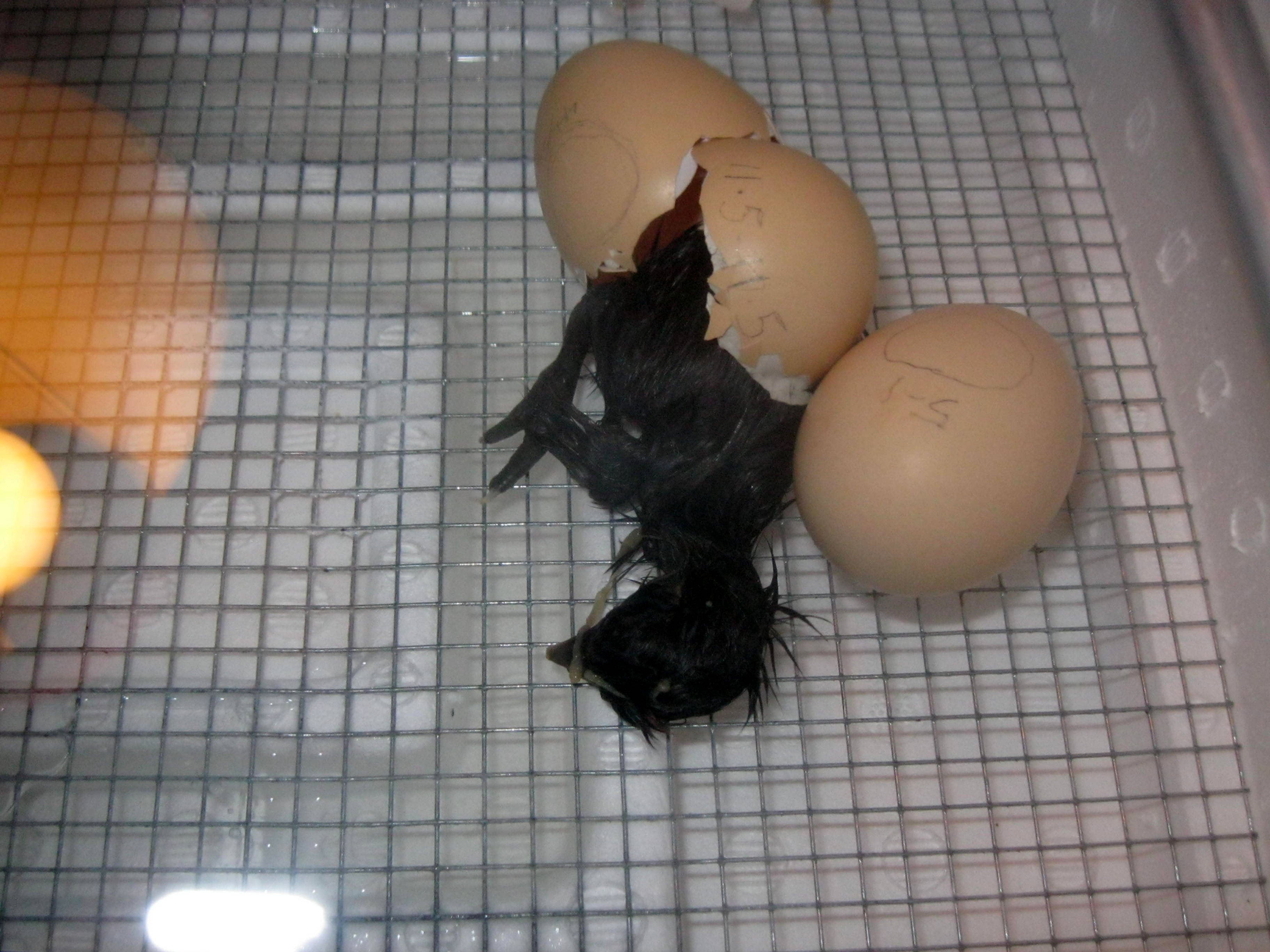 Bantam Silkie, from Flo & Fobio
