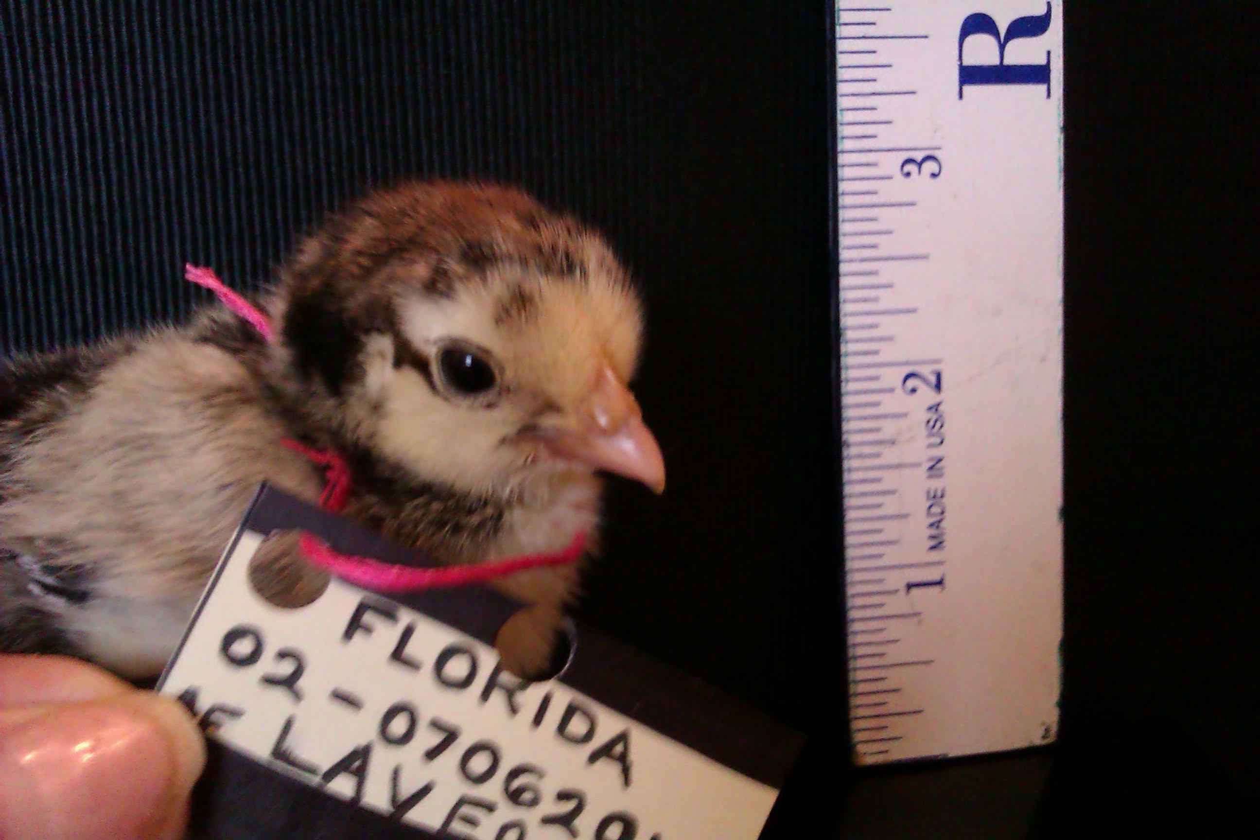 Bantam Silver Laced Cochin - "Annmarie's Laverne of Lucky Pickens".
