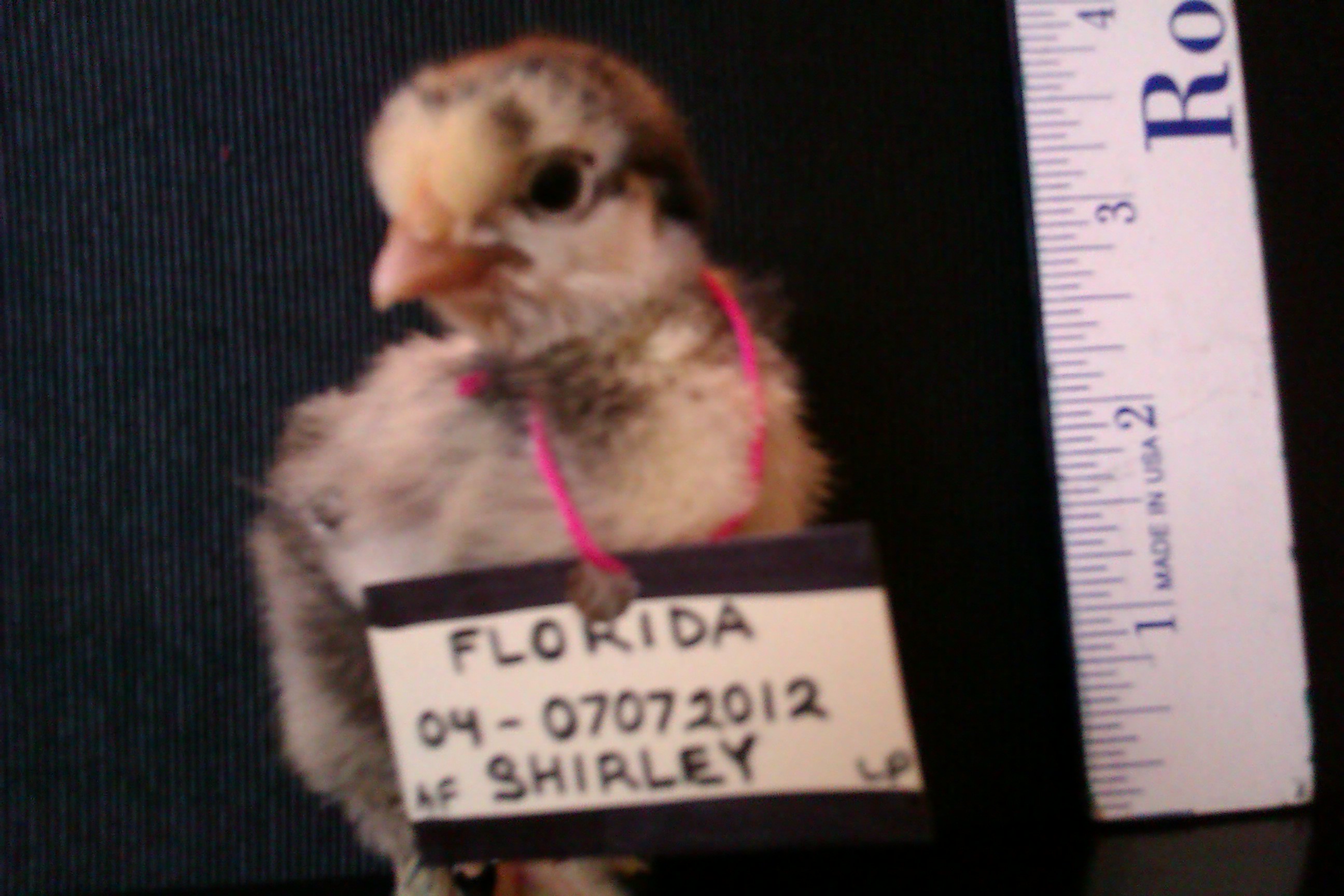 Bantam Silver Laced Cochin - "Annmarie's Shirley of Lucky Pickens".