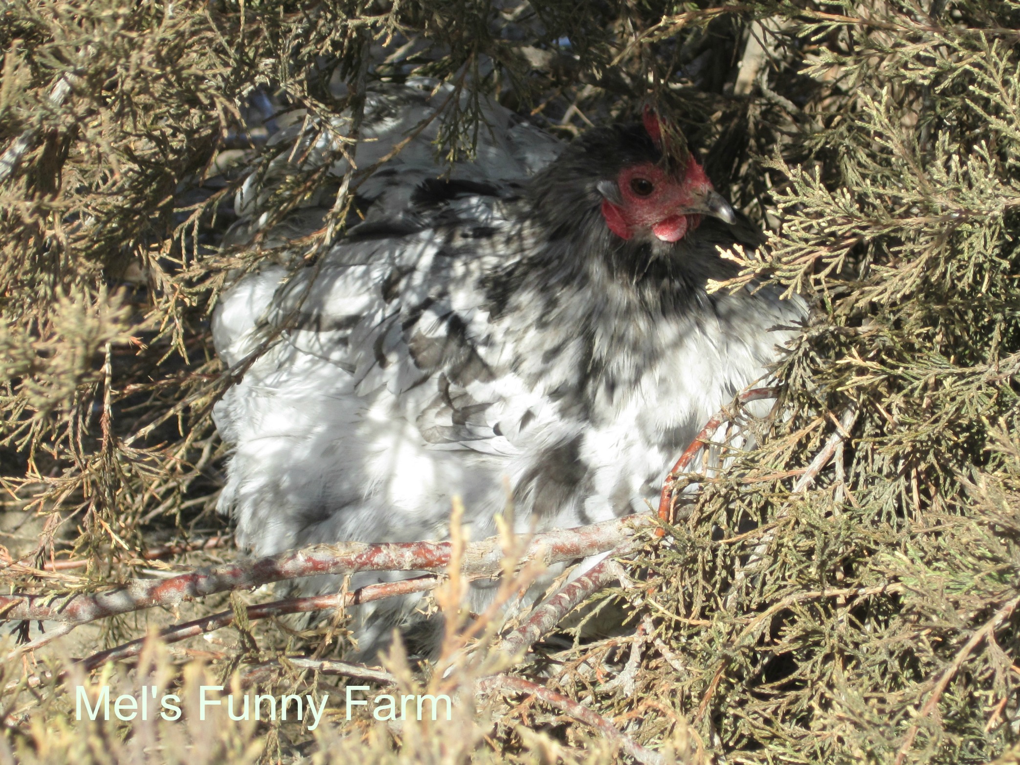 Bantam Splash Cochin hen, from Cackle hatchery 2011