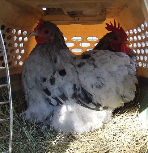 Bantam Splash Cochin pair. I was planning to start with this breed from this parent stock but alas they were DOA from USPS :( 

Credit goes to Laura at Flying A Farm. She owns the pair pictured.