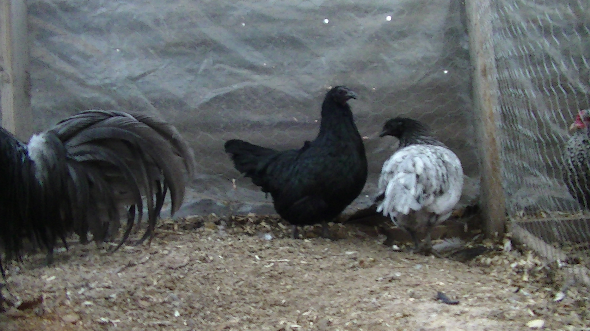 Bantam Sumtras