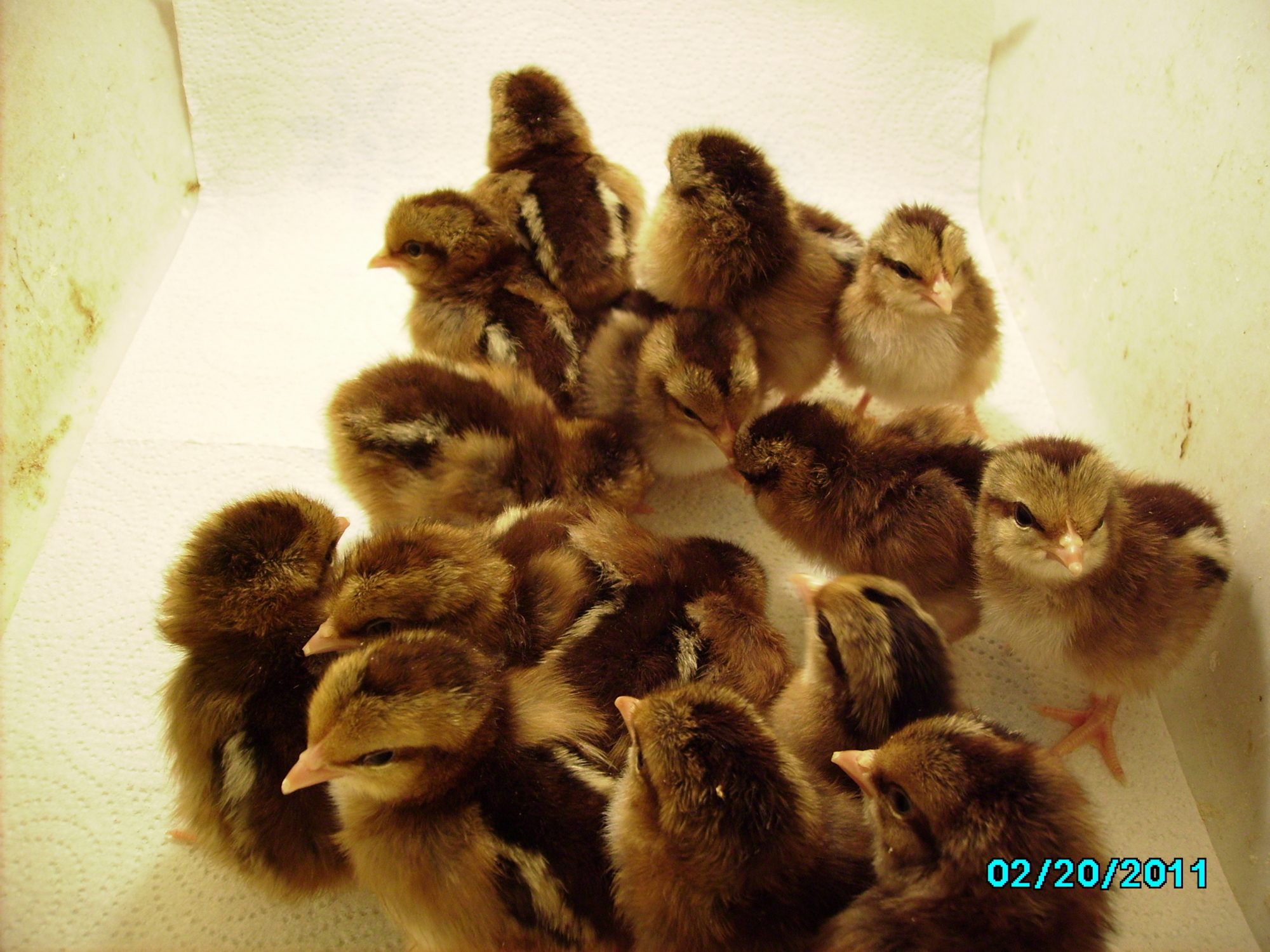 Bantam Welsummers