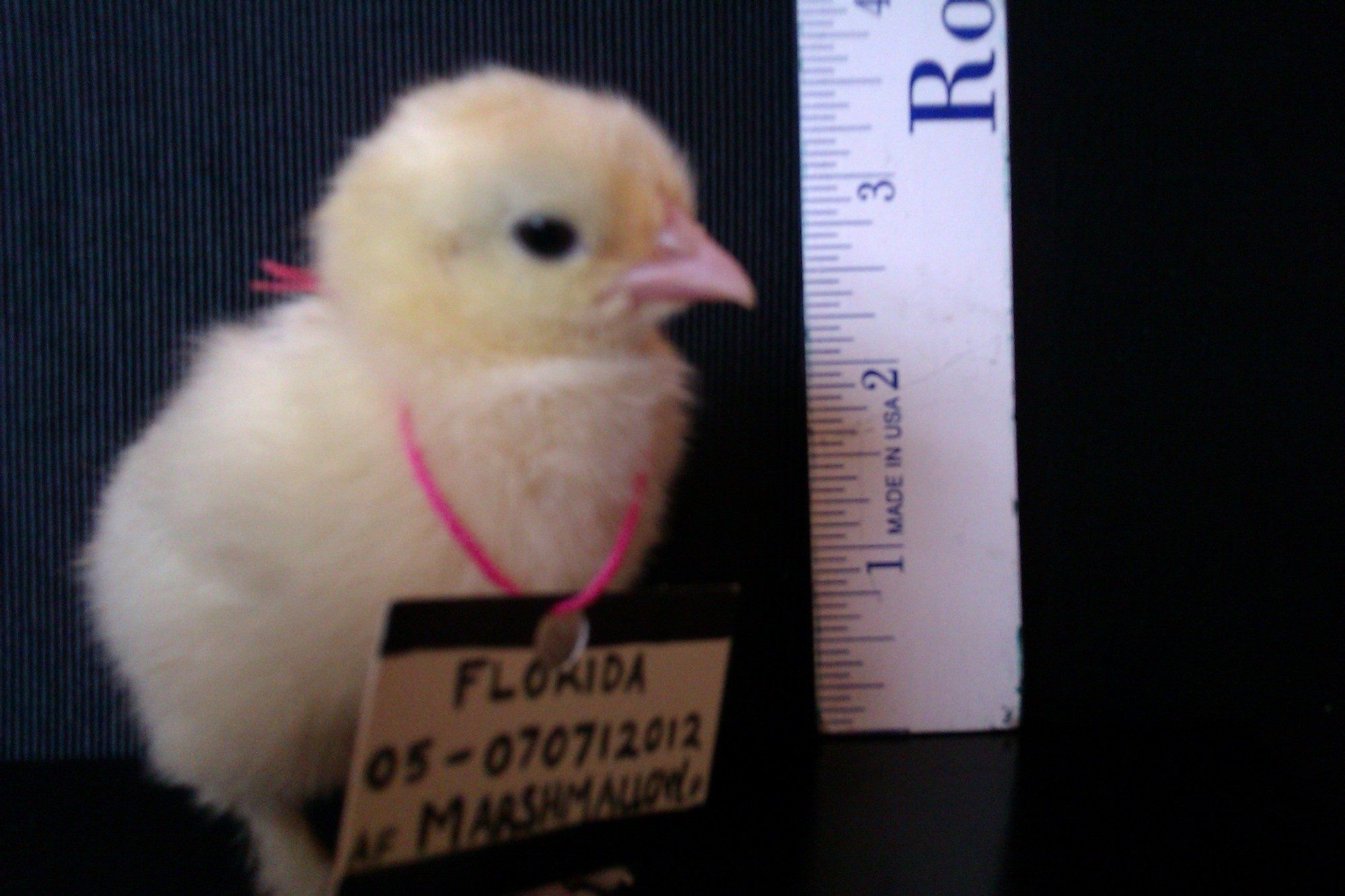 Bantam White Cochin - "Annmarie's Marshmallow of Lucky Pickens".